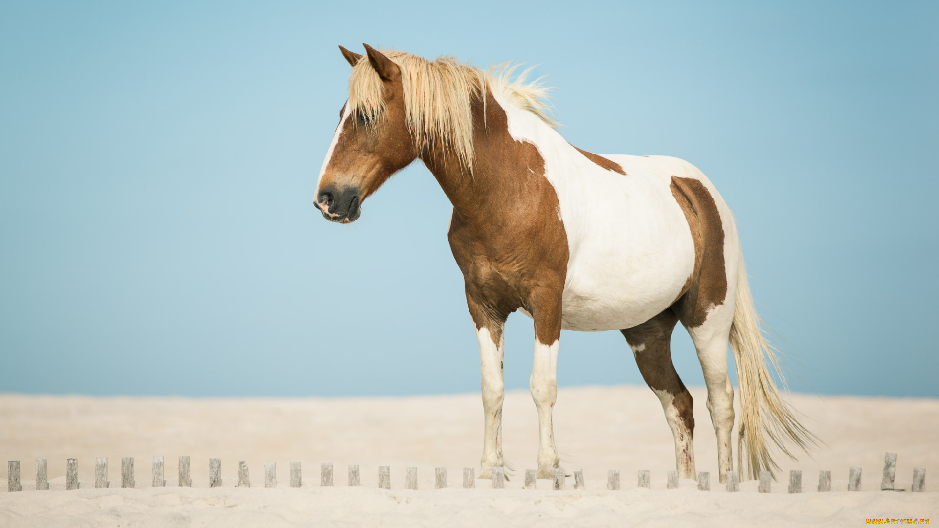 животные, лошади, песок, конь