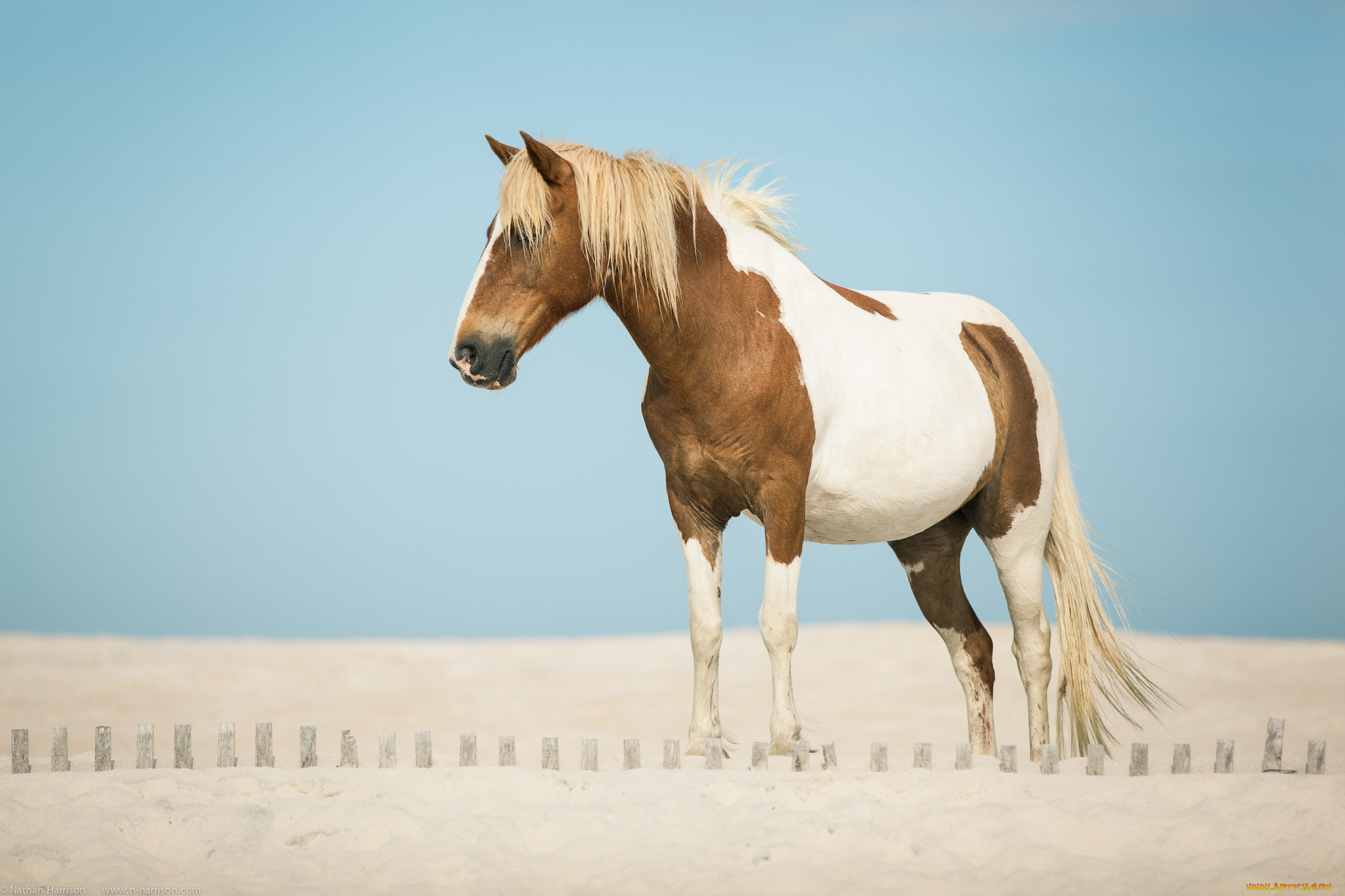 животные, лошади, песок, конь