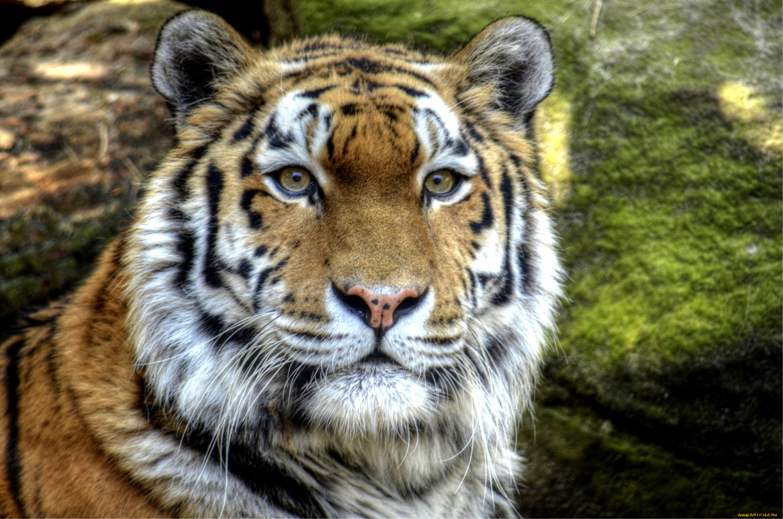 животные, тигры, портрет