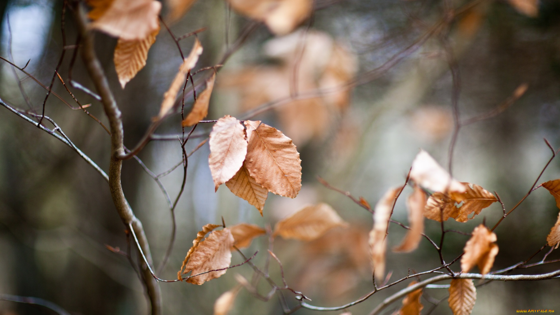 природа, листья, осень, макро, веточки