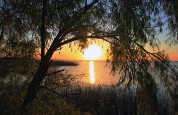 Картинка природа восходы закаты крона дерево солнце