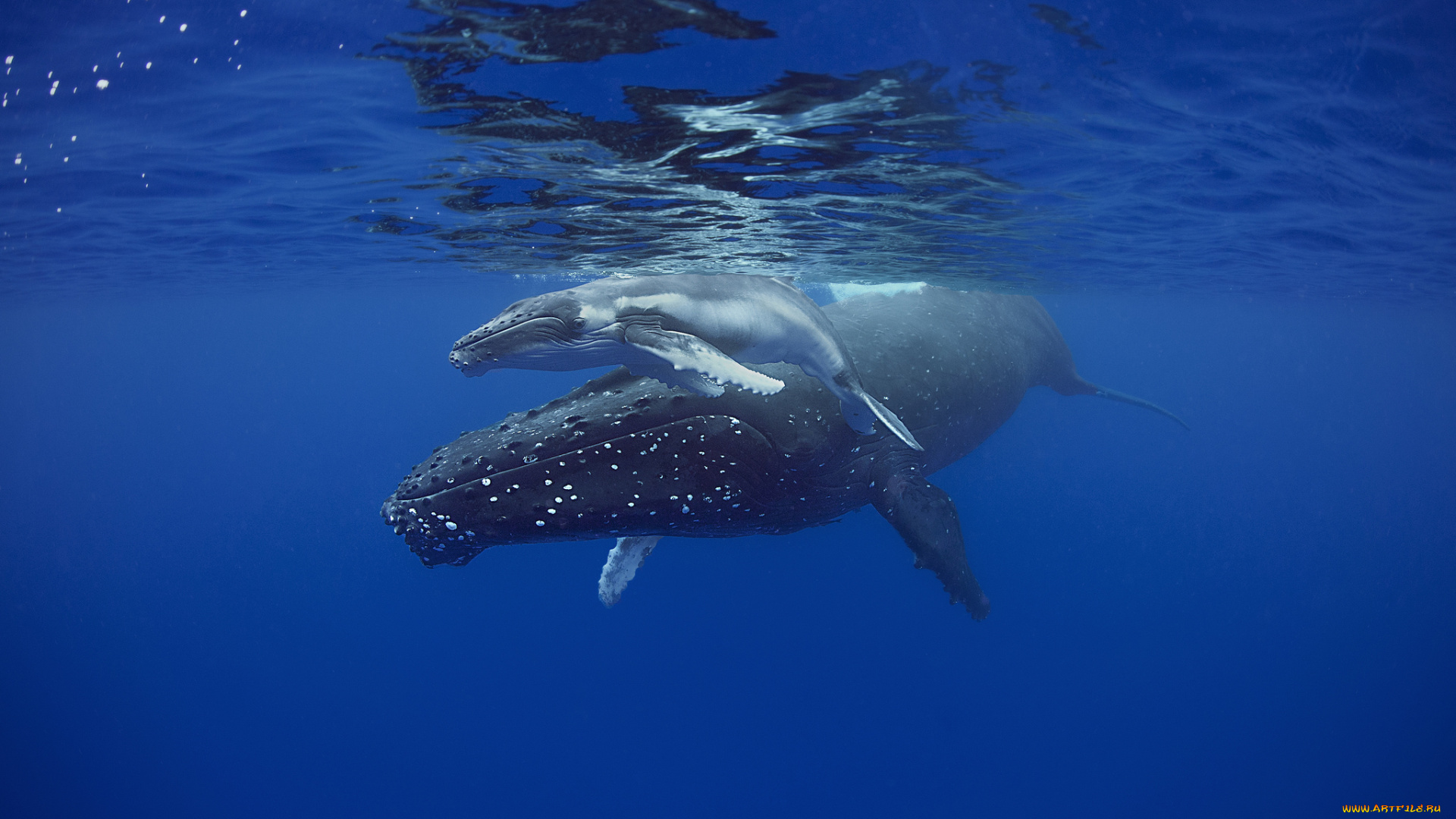 sleeping, mother, and, calf, humpback, whales, животные, киты, , кашалоты, детеныш, китиха