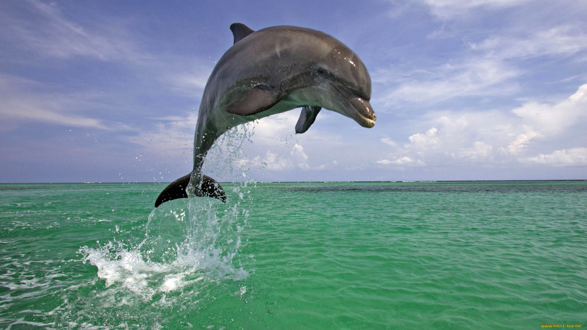 животные, дельфины, дельфин, природа, прыжок, море, небо