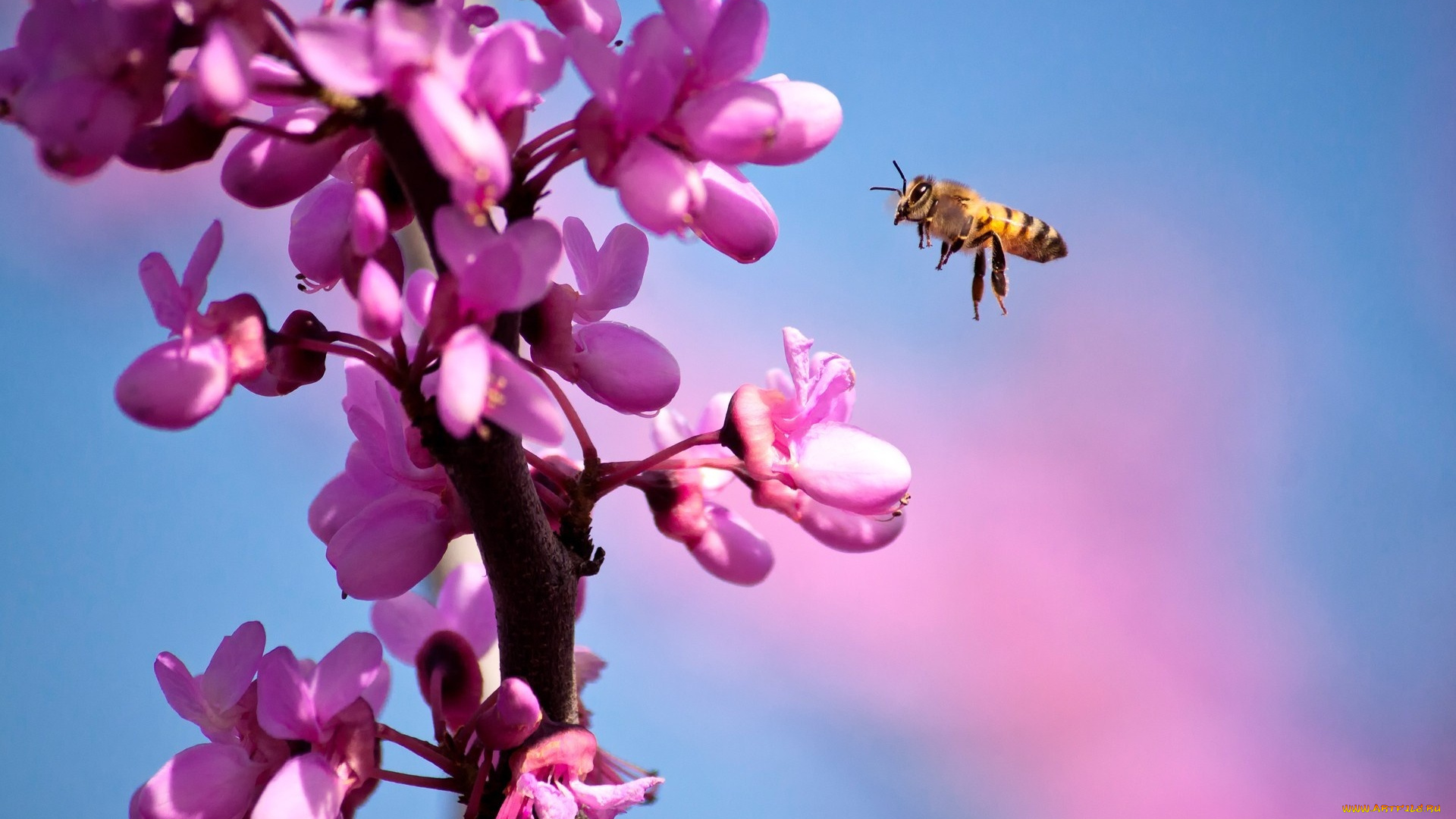 животные, пчелы, , осы, , шмели, пчела, насекомое, полет, весна, ветка, сакура, цветение