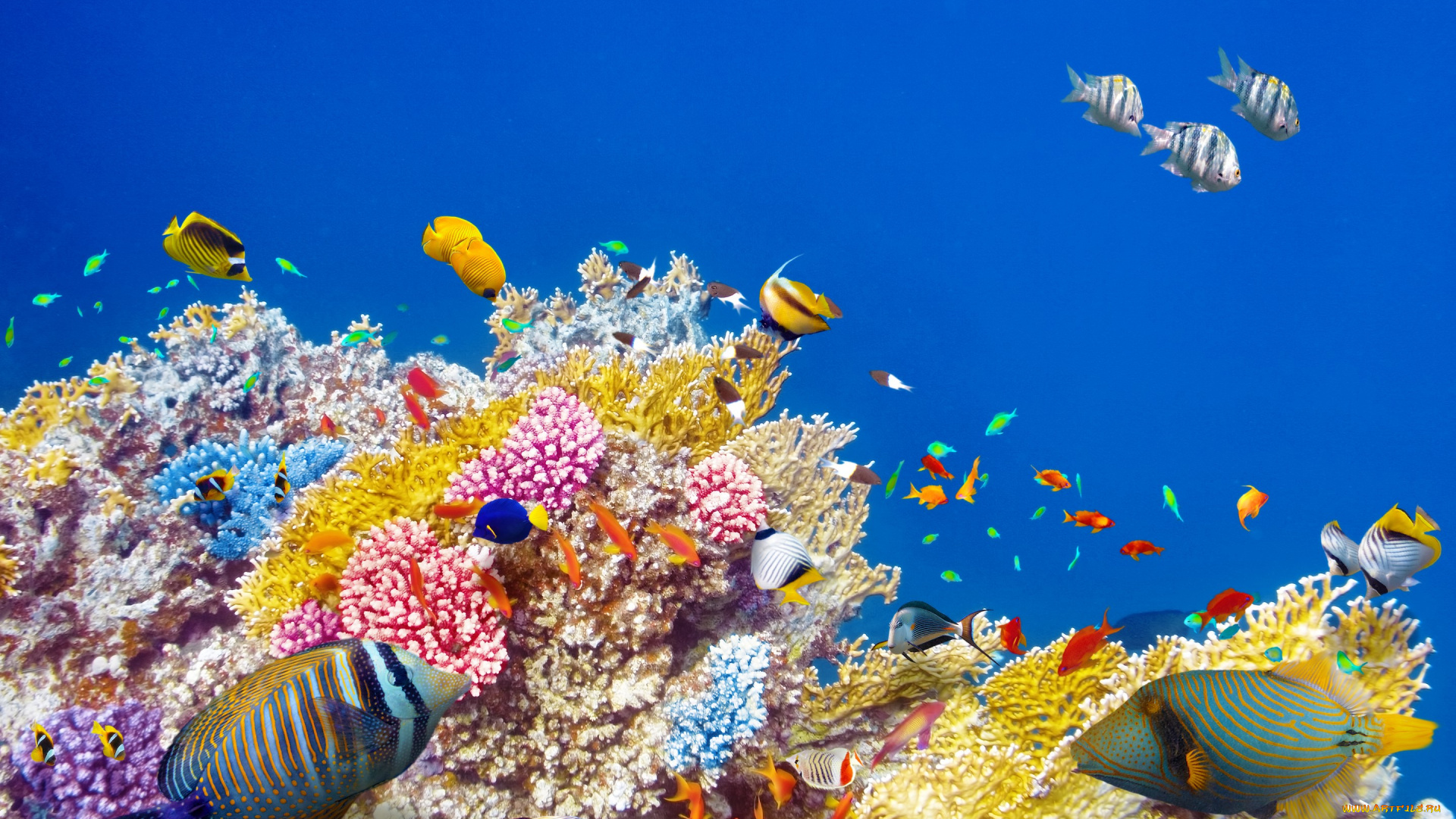 животные, рыбы, коралловый, риф, рыбки, океан, ocean, подводный, мир, world, underwater, fishes, tropical, reef, coral