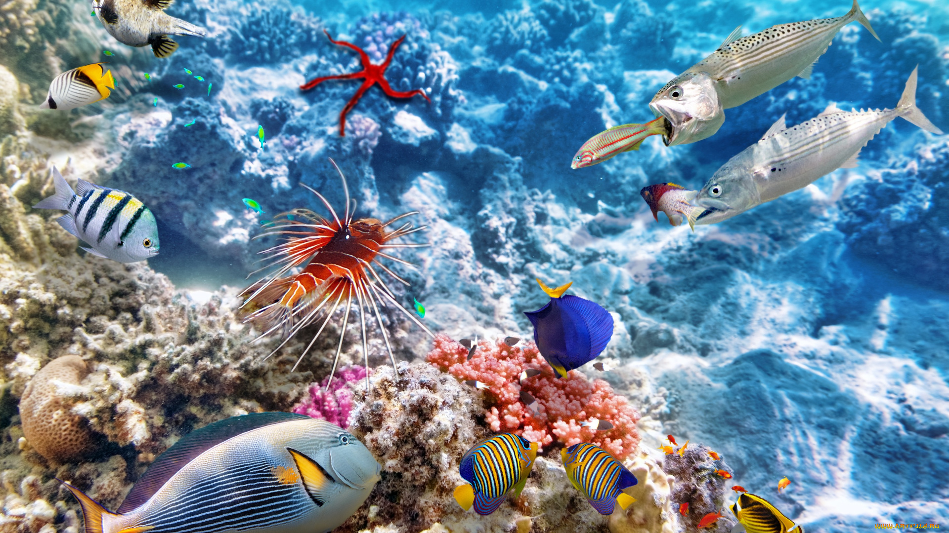 животные, рыбы, ocean, fishes, tropical, reef, coral, world, океан, коралловый, риф, рыбки, underwater, подводный, мир