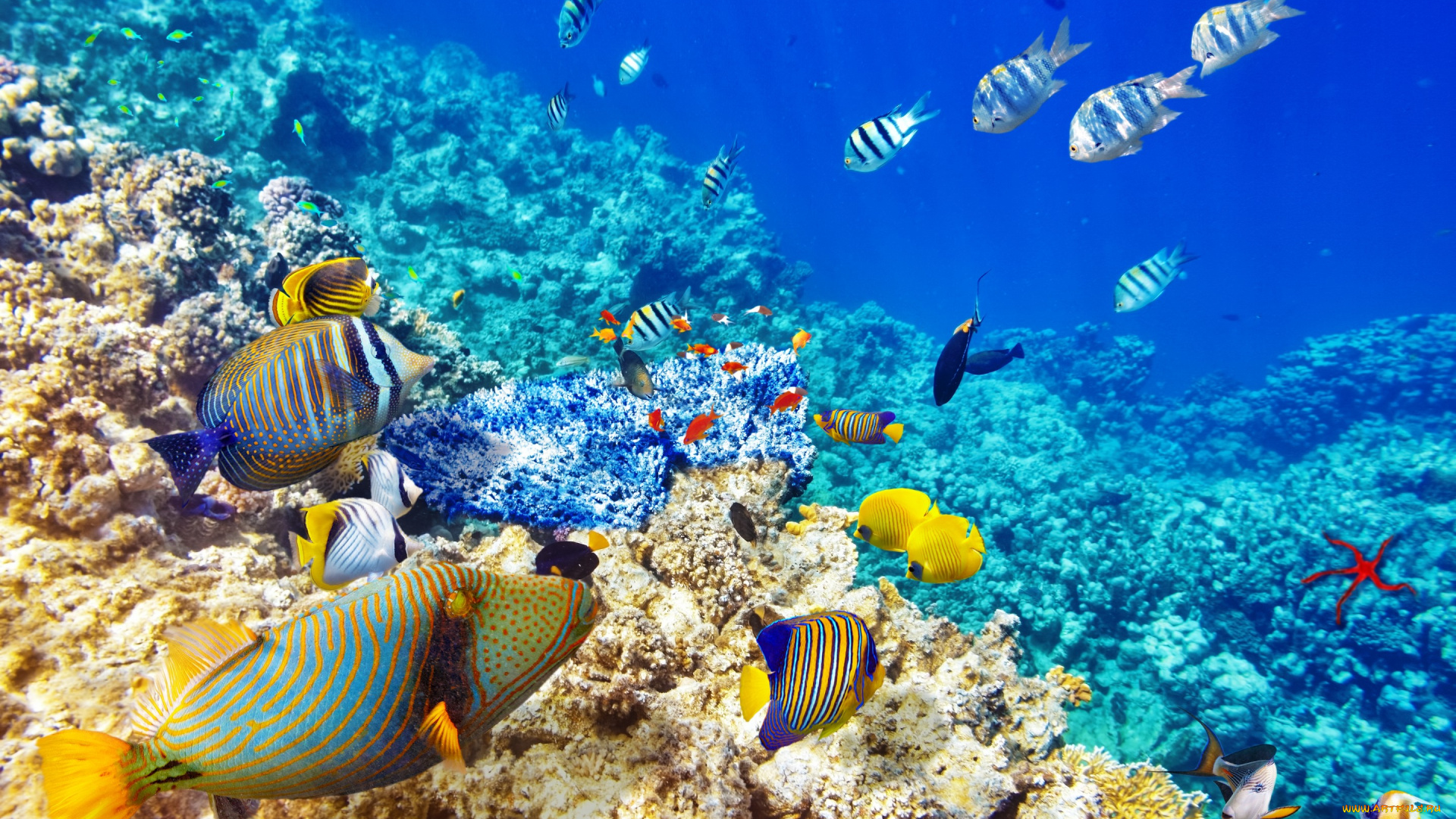 животные, рыбы, океан, рыбки, fishes, tropical, underwater, world, coral, reef, коралловый, риф, подводный, мир, ocean