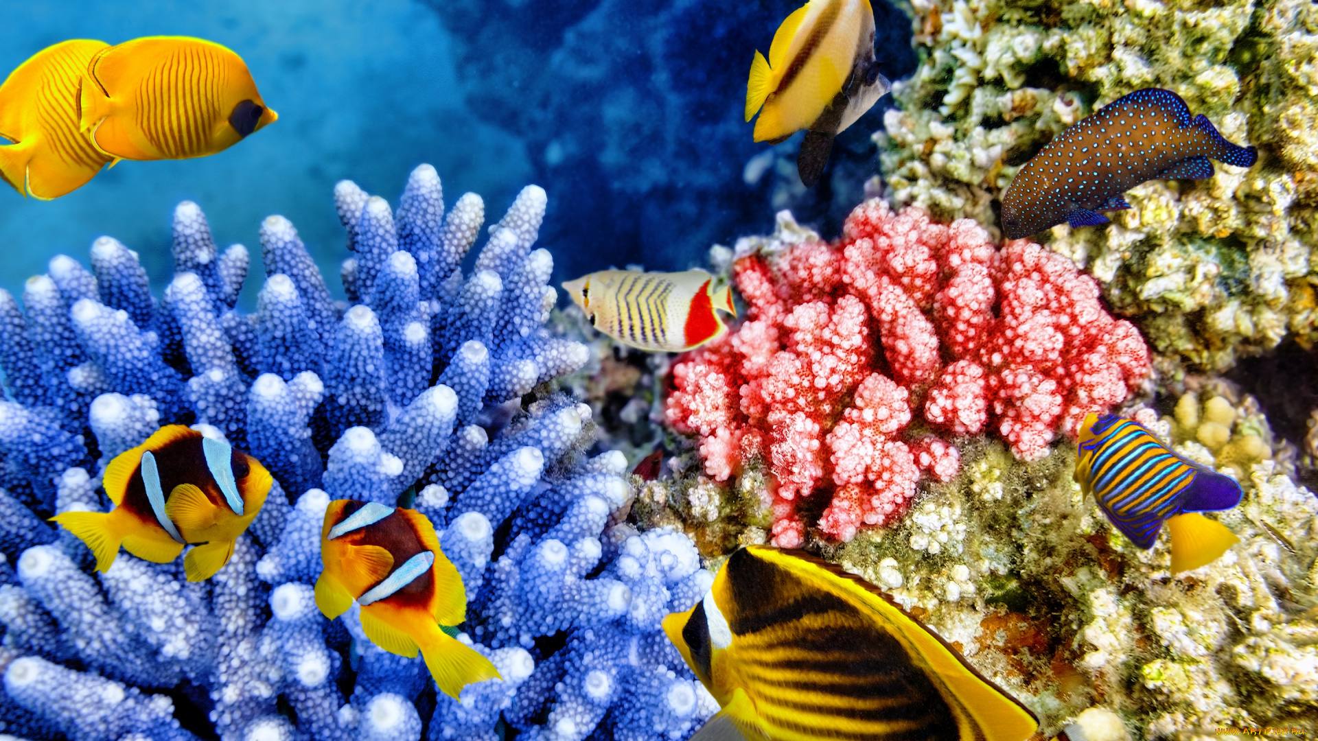 животные, рыбы, океан, рыбки, подводный, мир, ocean, fishes, коралловый, риф, underwater, tropical, reef, coral, world