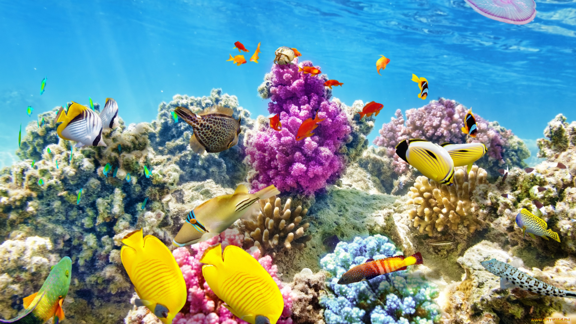 животные, рыбы, tropical, рыбки, reef, coral, подводный, мир, ocean, underwater, world, коралловый, риф, океан, fishes