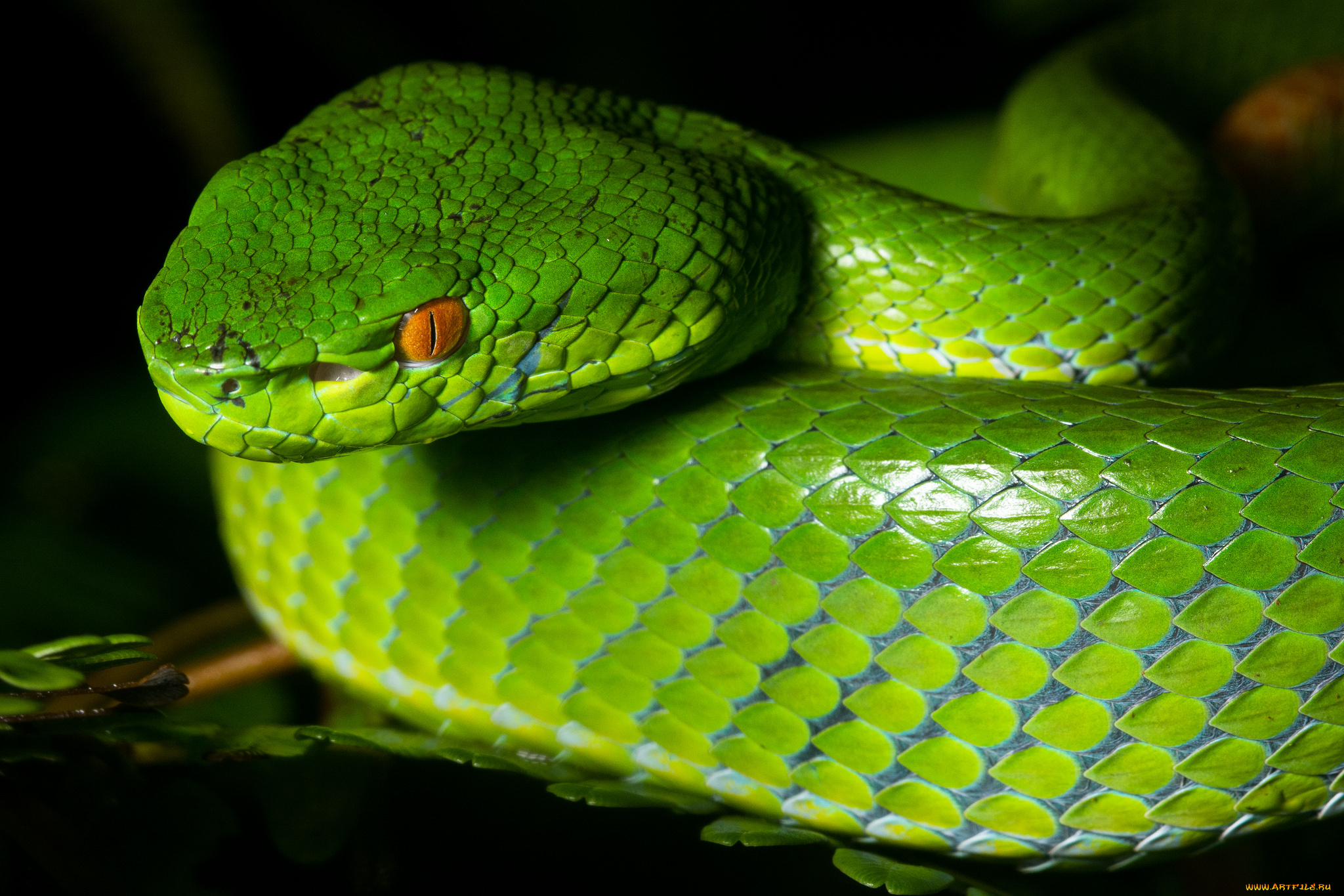 Зеленая змейка. Смарагдовый полоз. Змея питон зеленый. Зеленый полоз змея. Зеленая Кобра змея.
