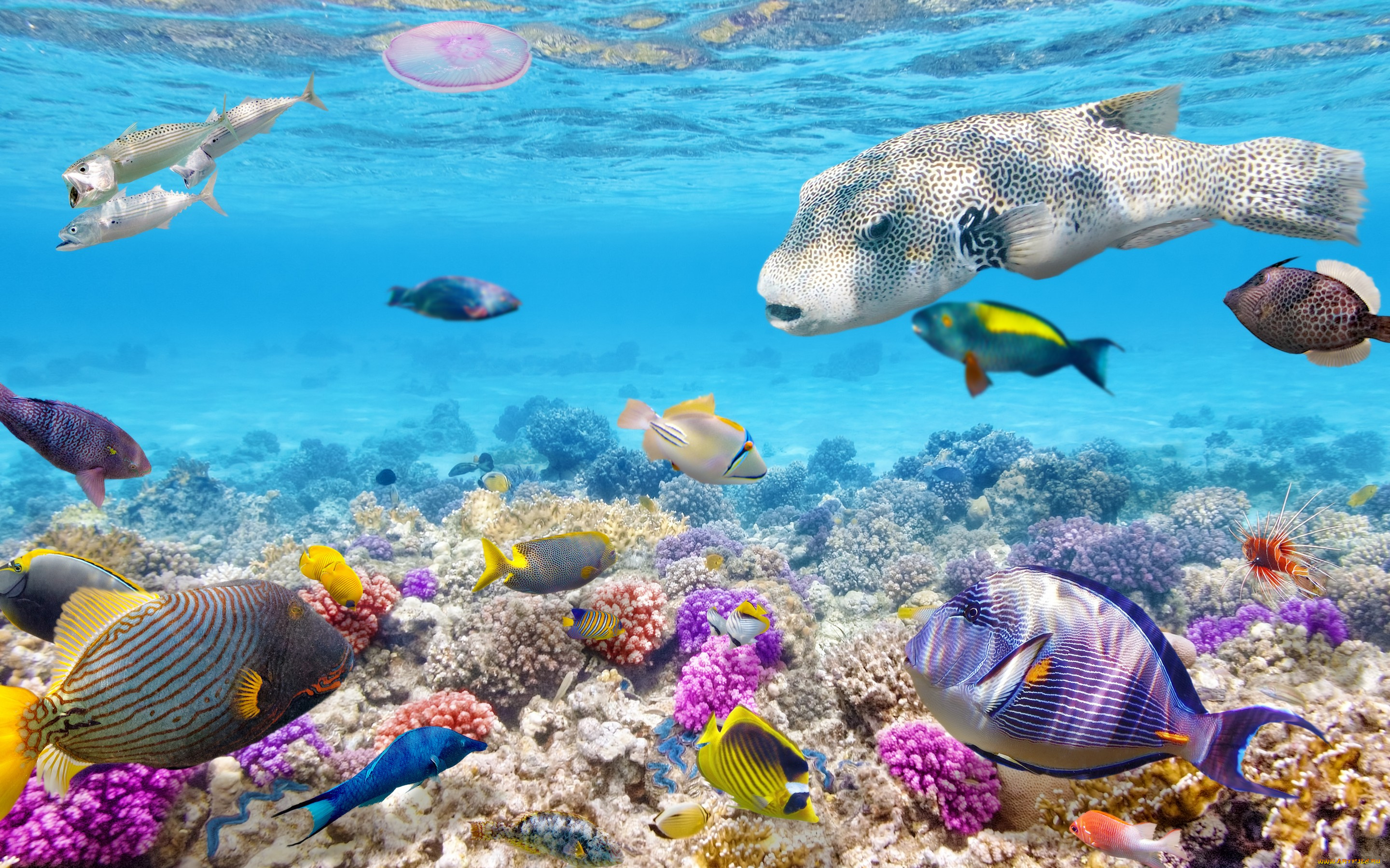 животные, рыбы, коралловый, риф, рыбки, coral, подводный, мир, ocean, fishes, tropical, океан, world, reef, underwater