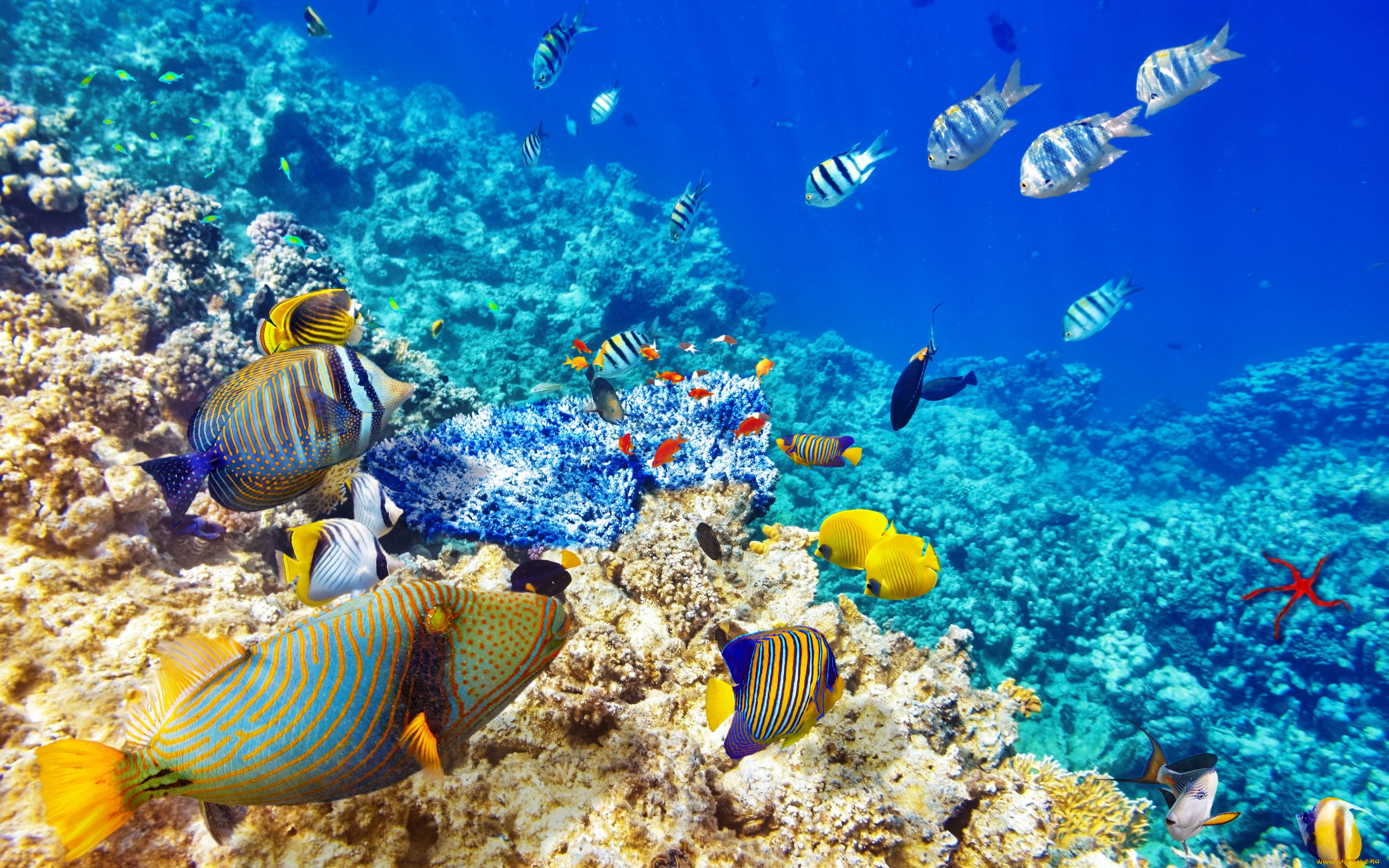 животные, рыбы, океан, рыбки, fishes, tropical, underwater, world, coral, reef, коралловый, риф, подводный, мир, ocean