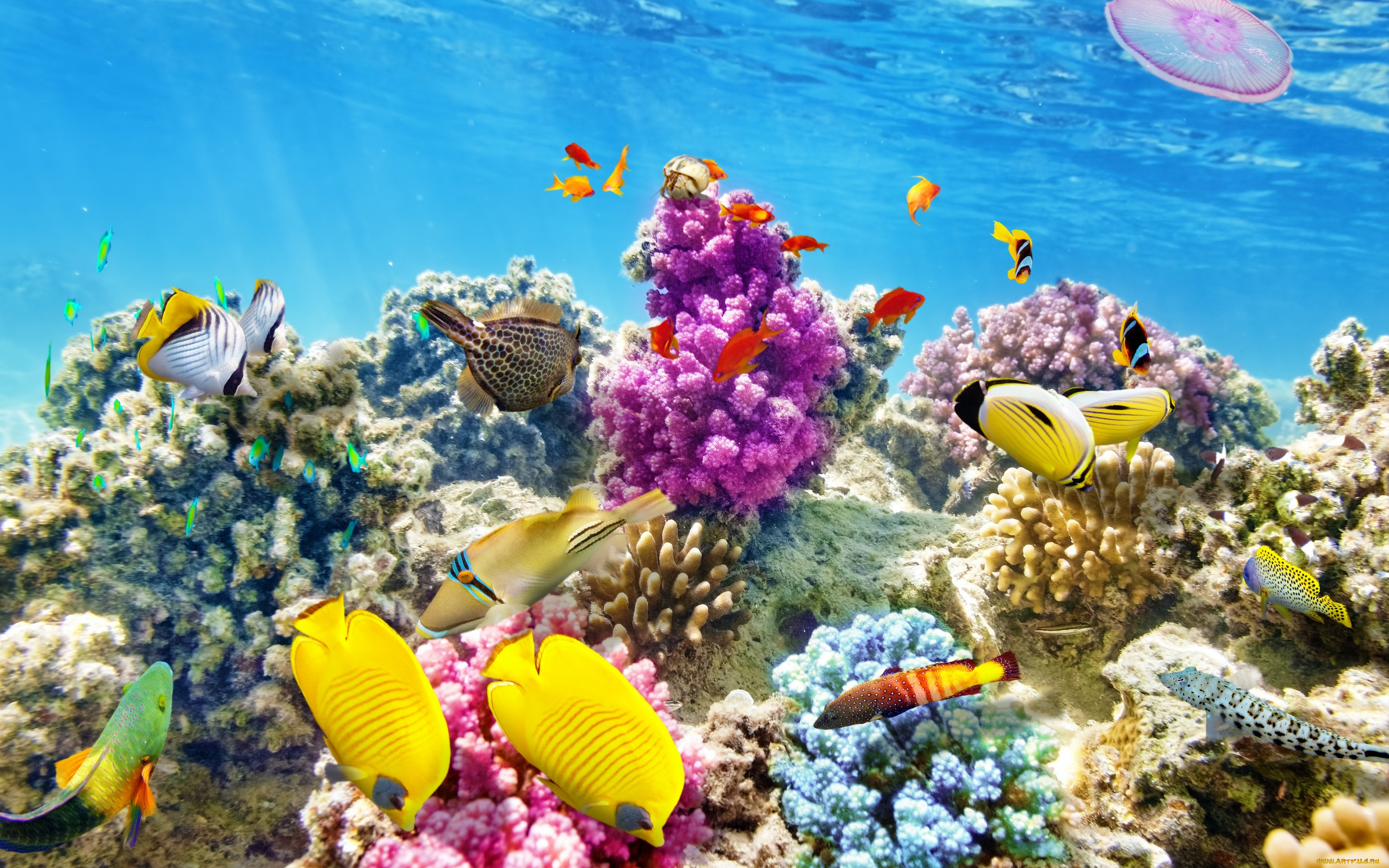 животные, рыбы, tropical, рыбки, reef, coral, подводный, мир, ocean, underwater, world, коралловый, риф, океан, fishes