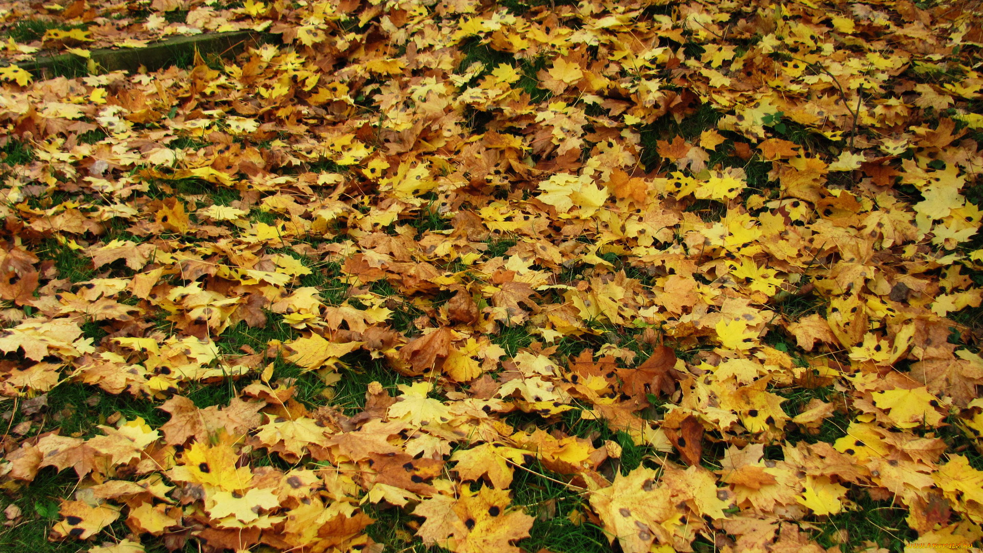 природа, листья, кленовые, осень, листопад