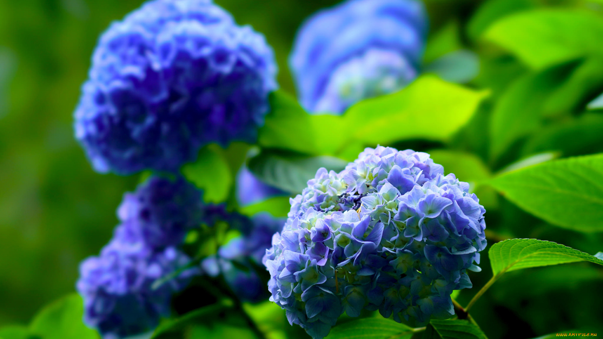 цветы, гортензия, petals, flowers, blue, splendor, hydrangea, пышность, лепестки, цветки, голубая