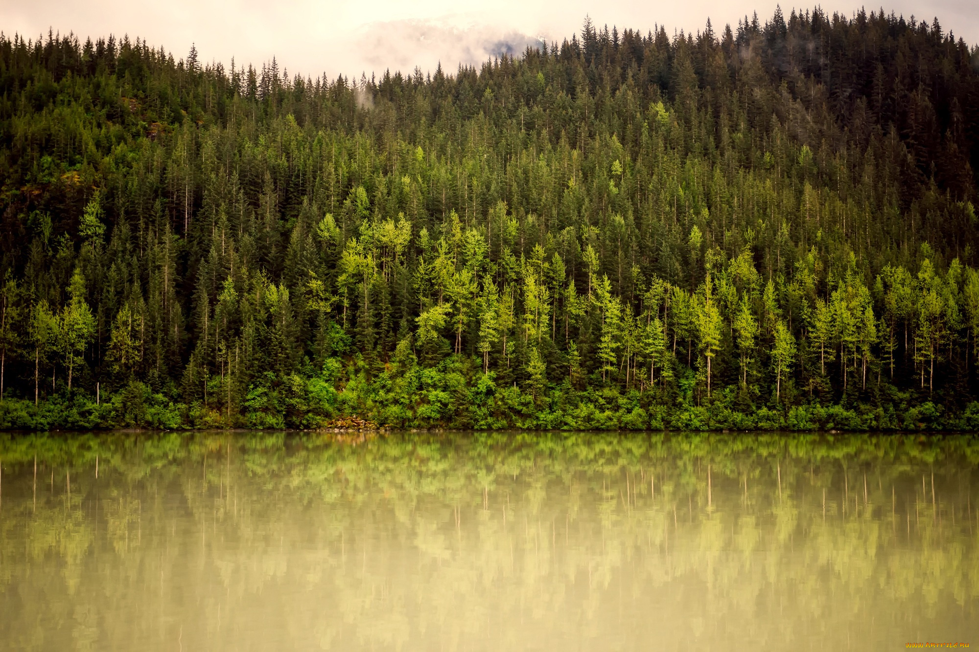 природа, реки, озера, аляска, деревья, река, лес, зелень, горы, туман