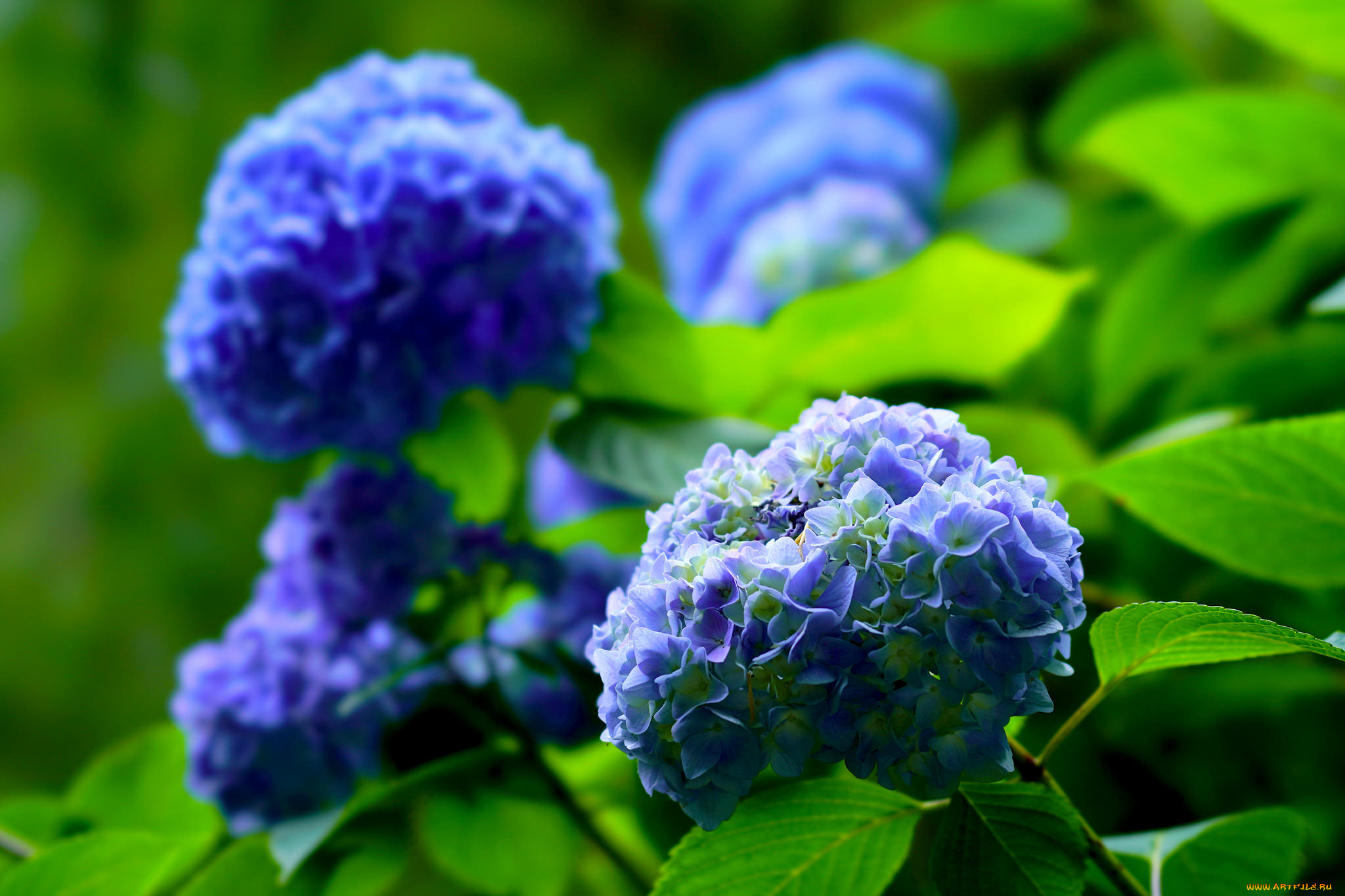 цветы, гортензия, petals, flowers, blue, splendor, hydrangea, пышность, лепестки, цветки, голубая