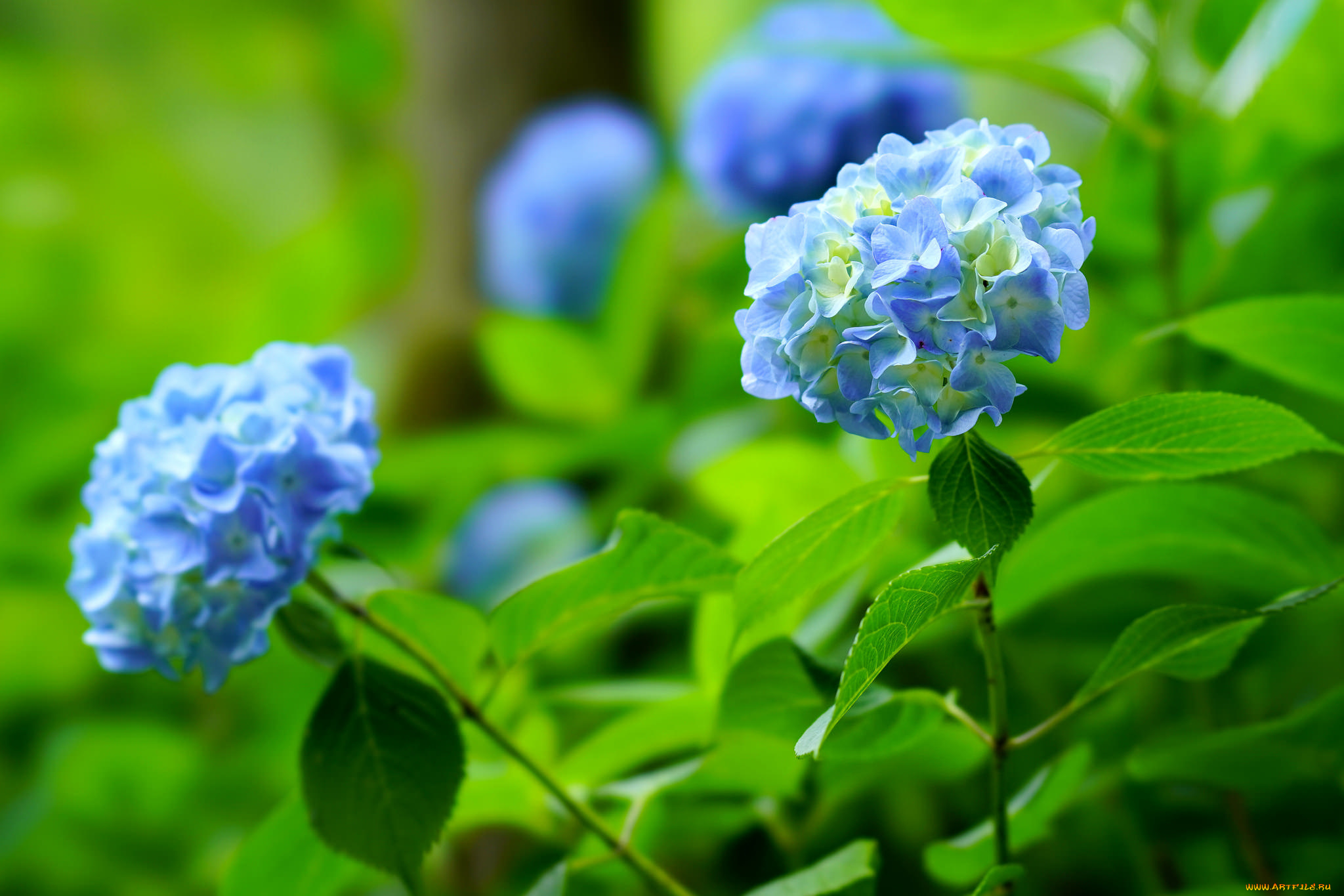 цветы, гортензия, splendor, petals, flowers, blue, пышность, лепестки, цветки, голубая, hydrangea