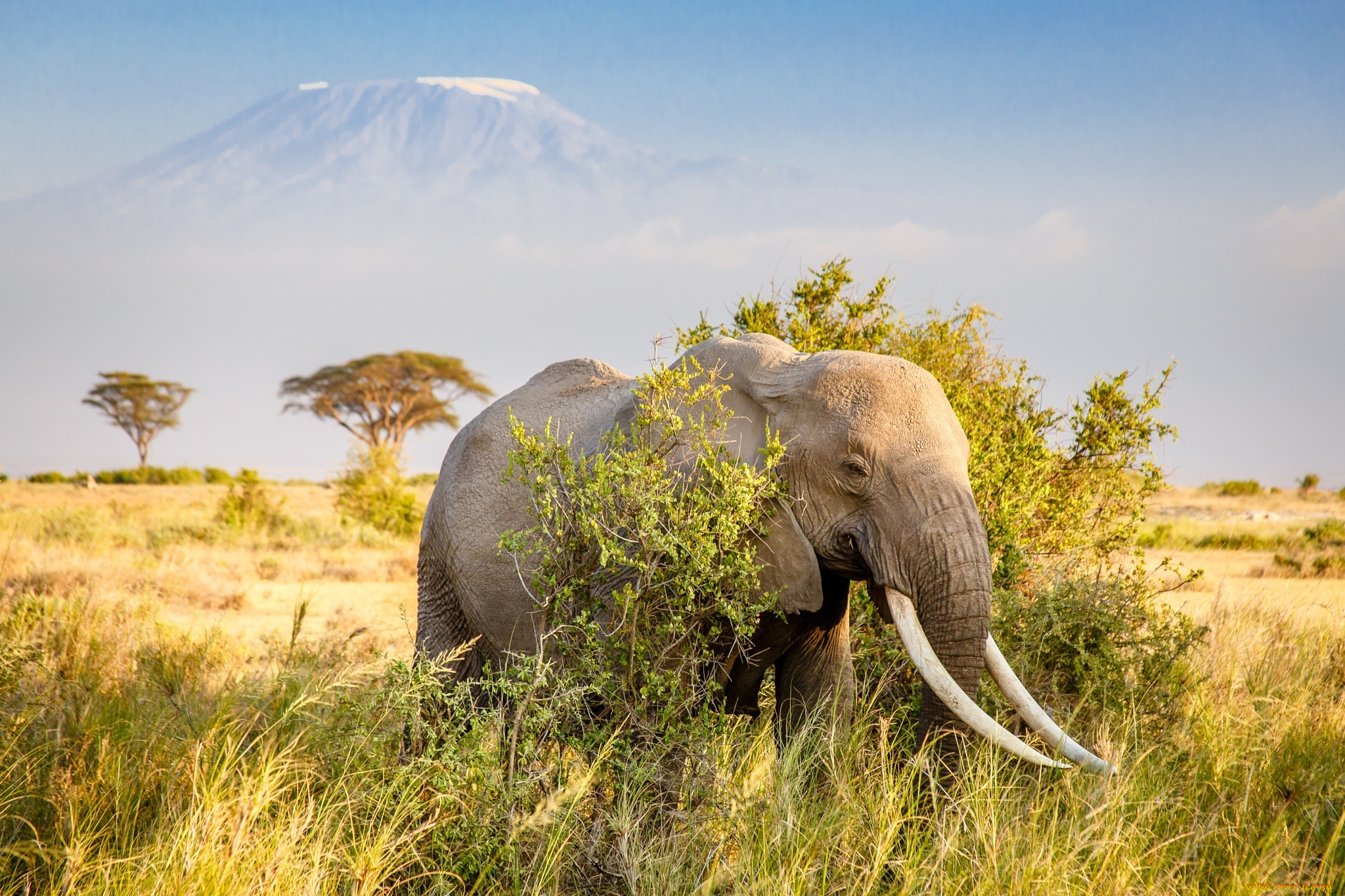 животные, слоны, слон, африка, гора