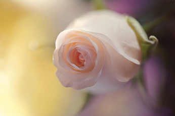Картинка цветы розы фон бутон нежность макро роза