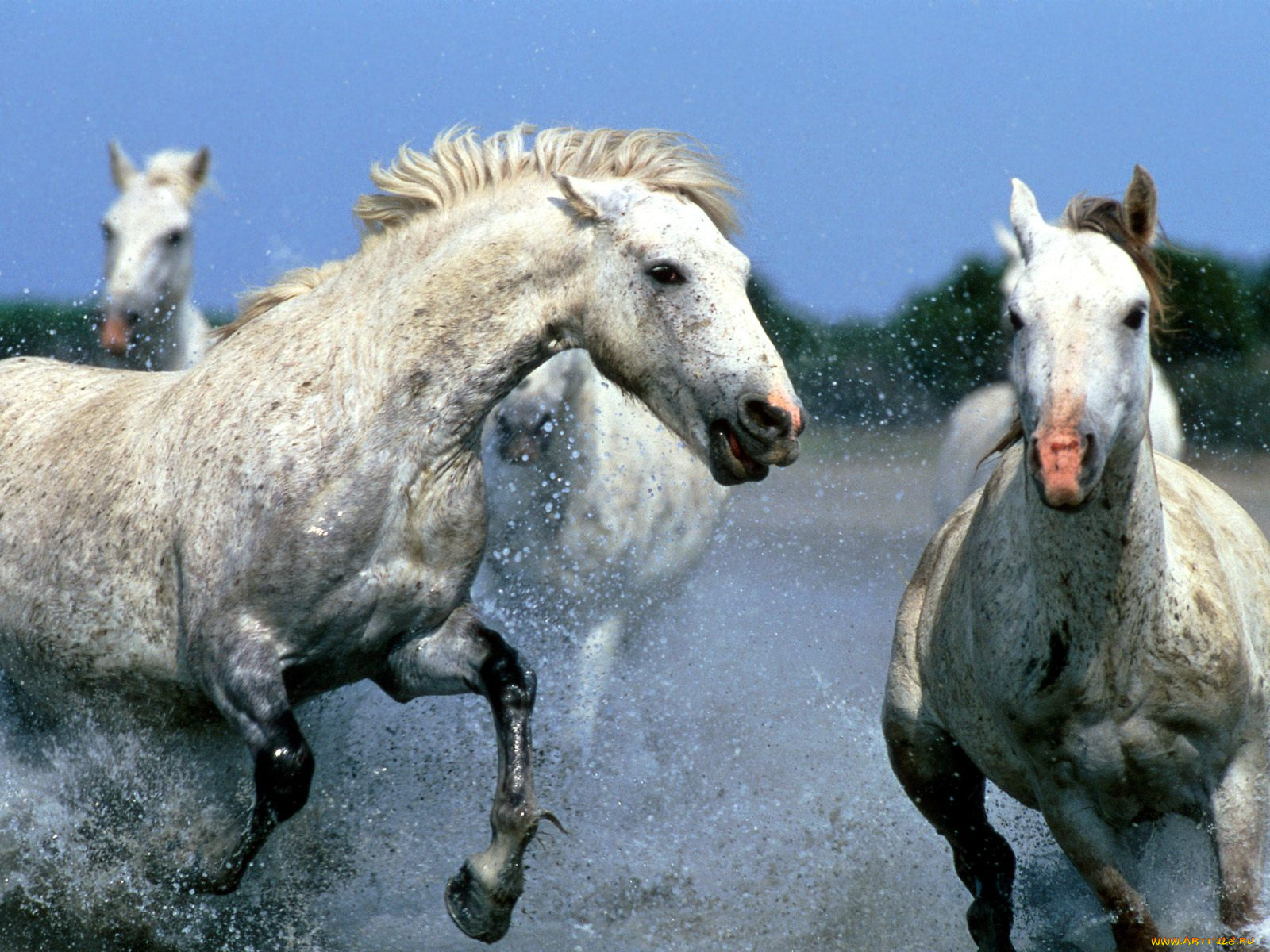 afternoon, race, животные, лошади