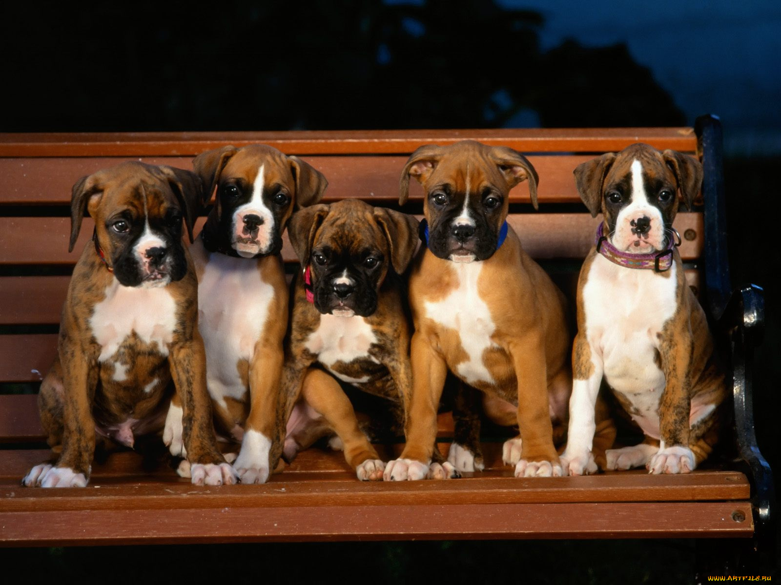 boxer, puppies, животные, собаки