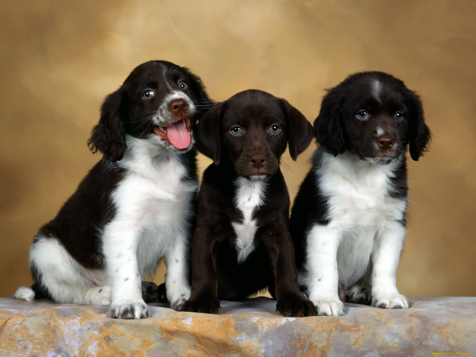 english, springer, spaniel, puppies, животные, собаки