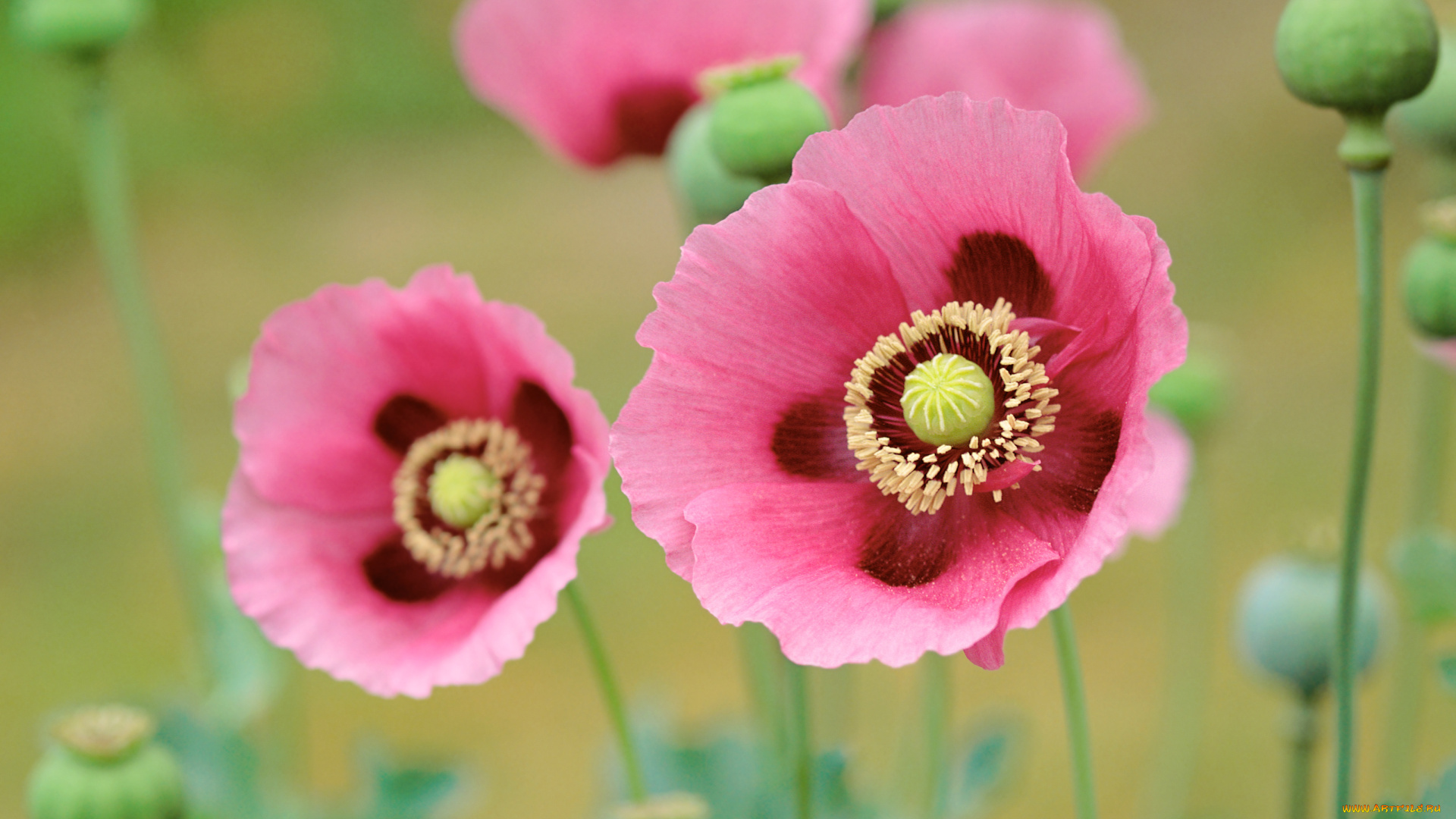 цветы, маки, poppies