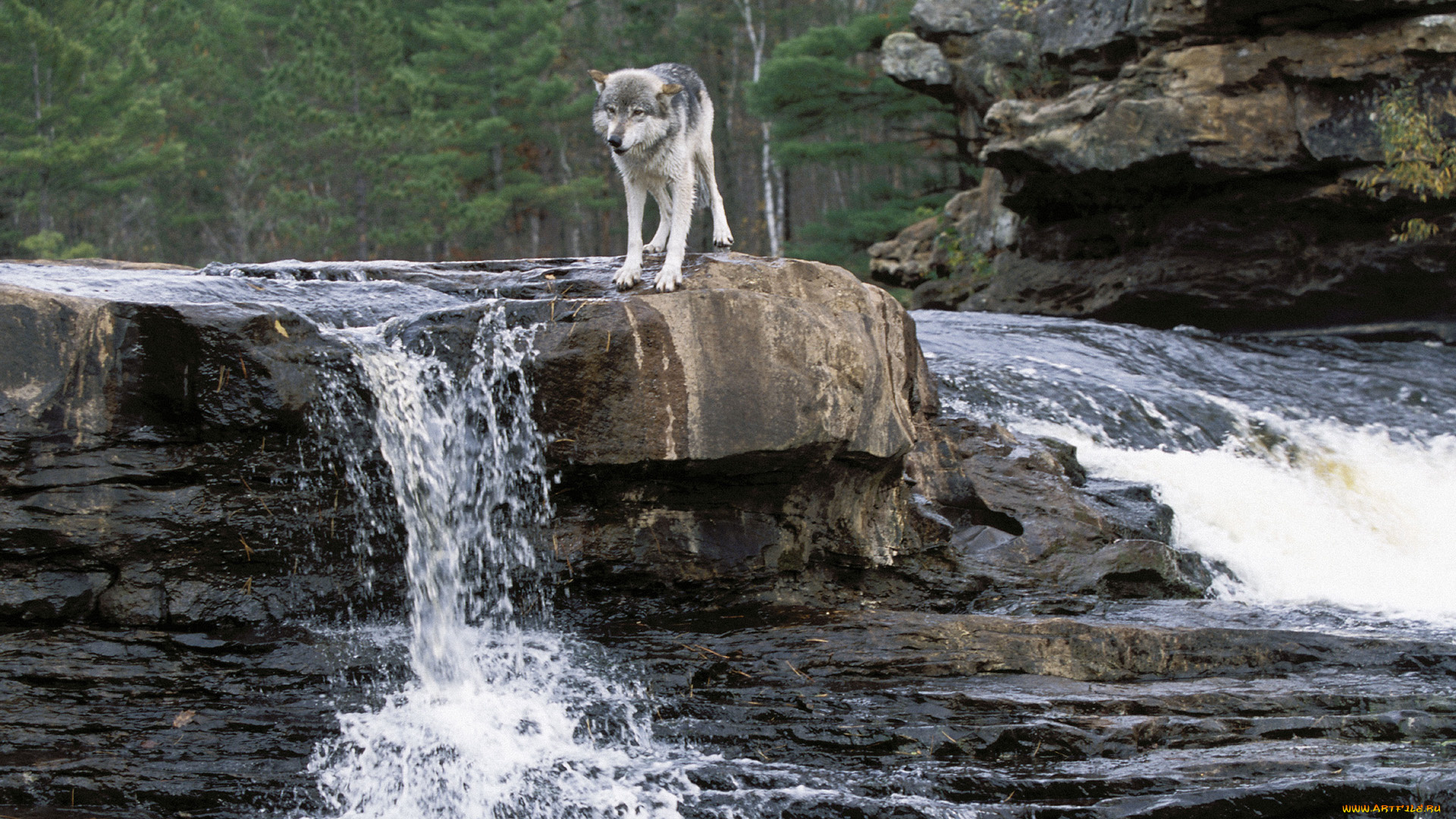 животные, волки, река, скалы