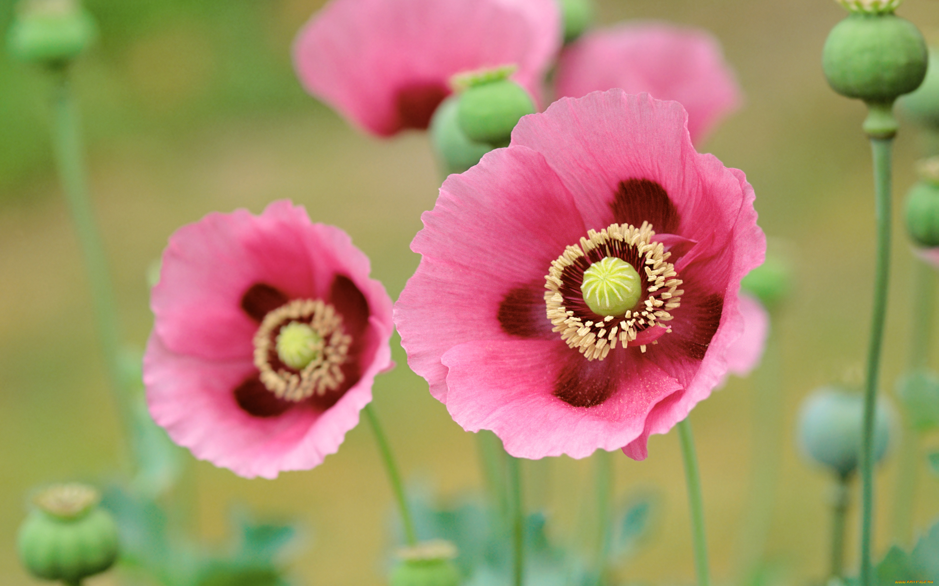 цветы, маки, poppies