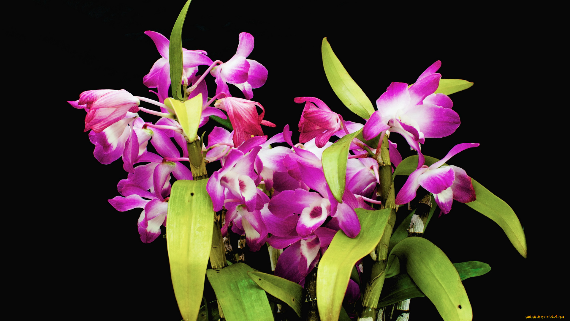 den, cassiope, цветы, орхидеи