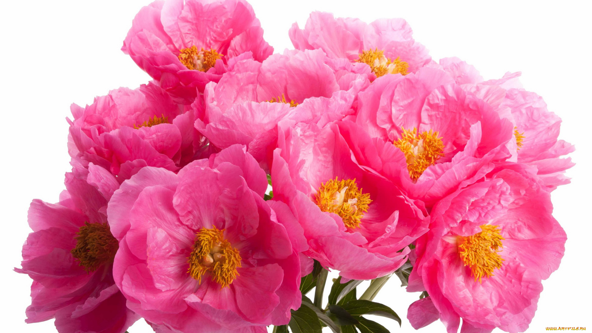 пионы, tango, цветы, розовые, букет