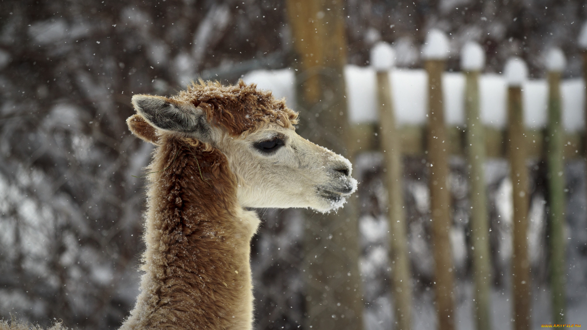 животные, ламы, лама, профиль, снег