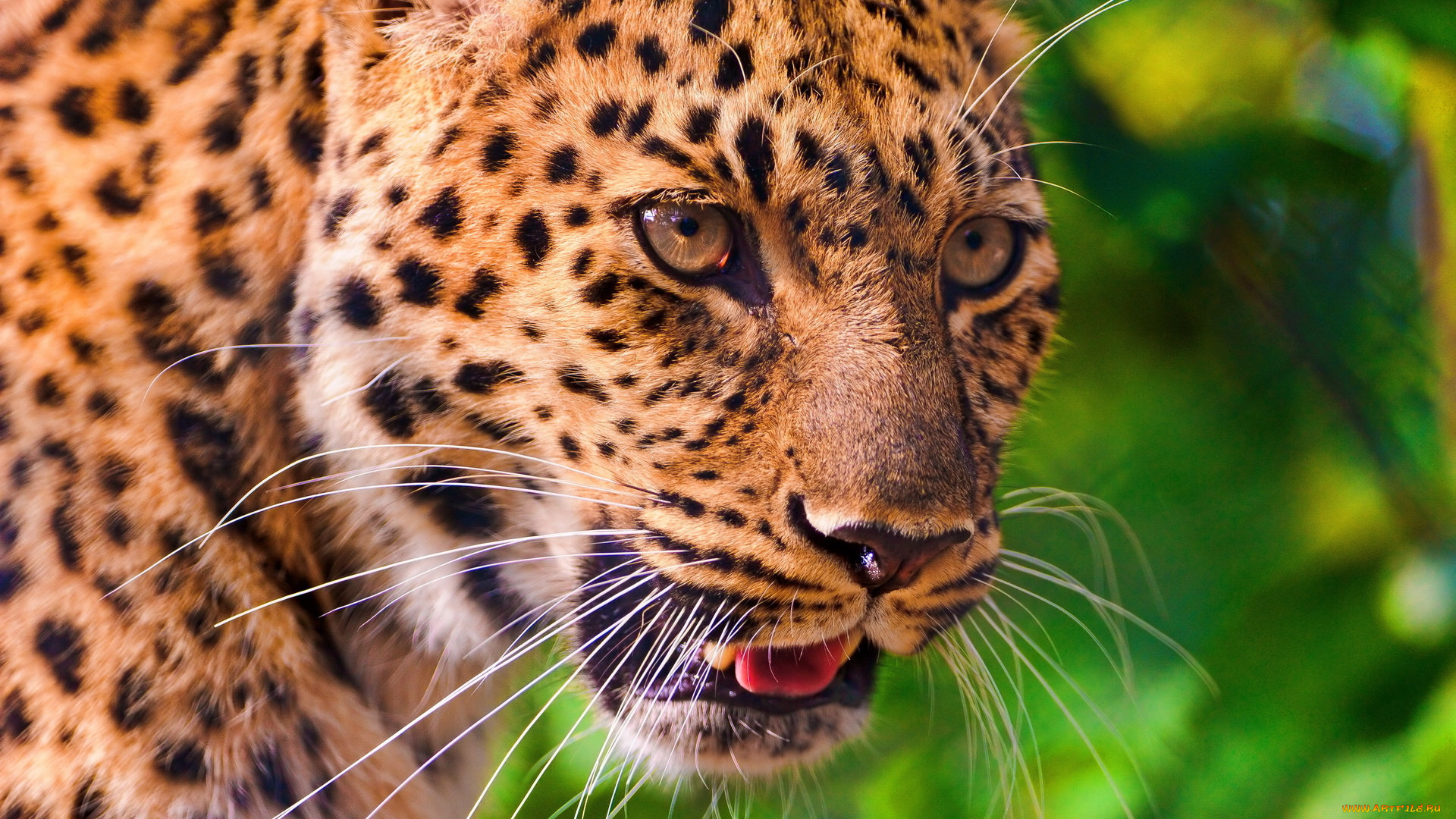 животные, леопарды, leopard