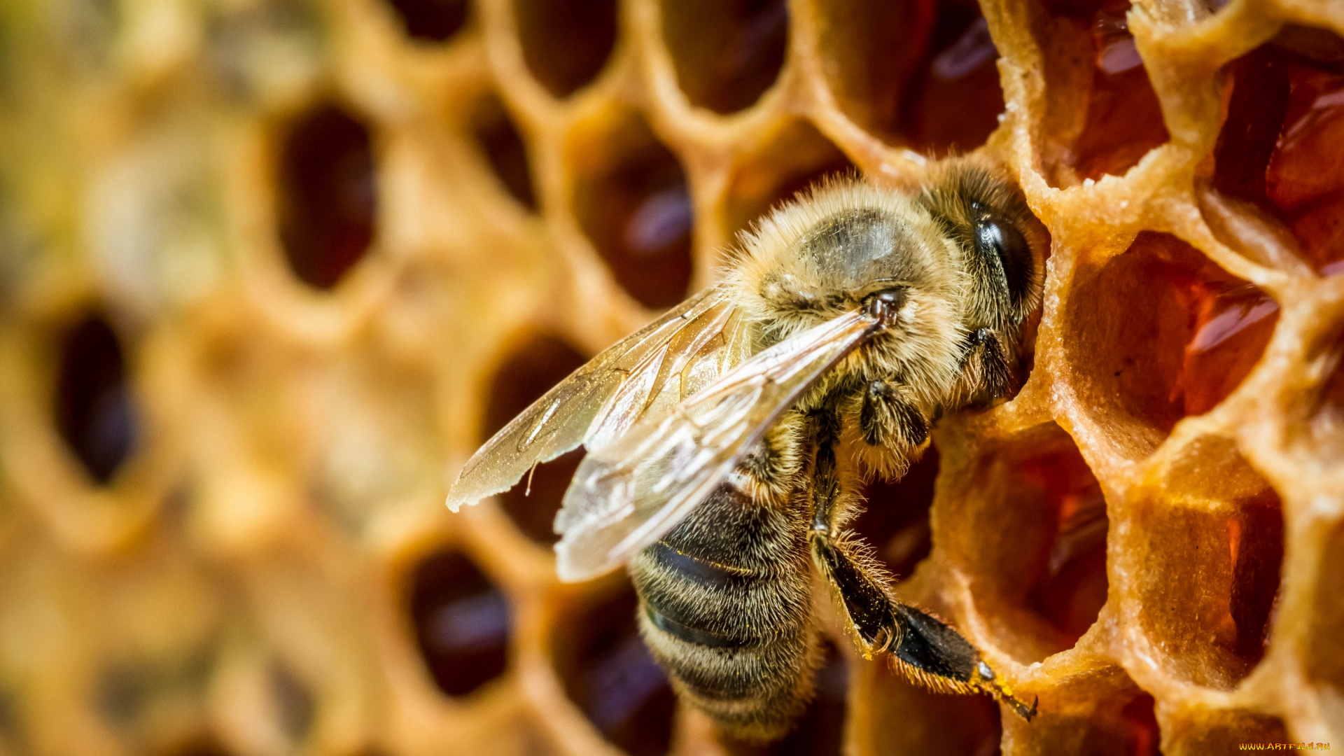 животные, пчелы, осы, шмели, пчела, соты, мёд, макро
