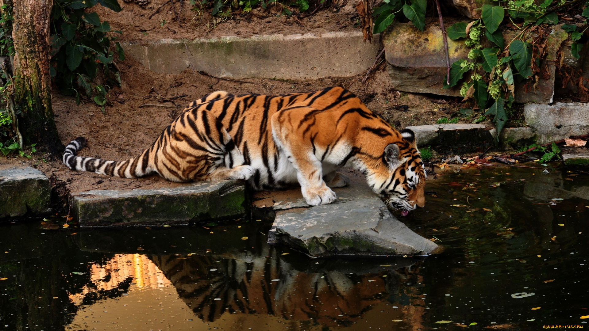 животные, тигры, амурский, тигр, пруд, водопой, отражение