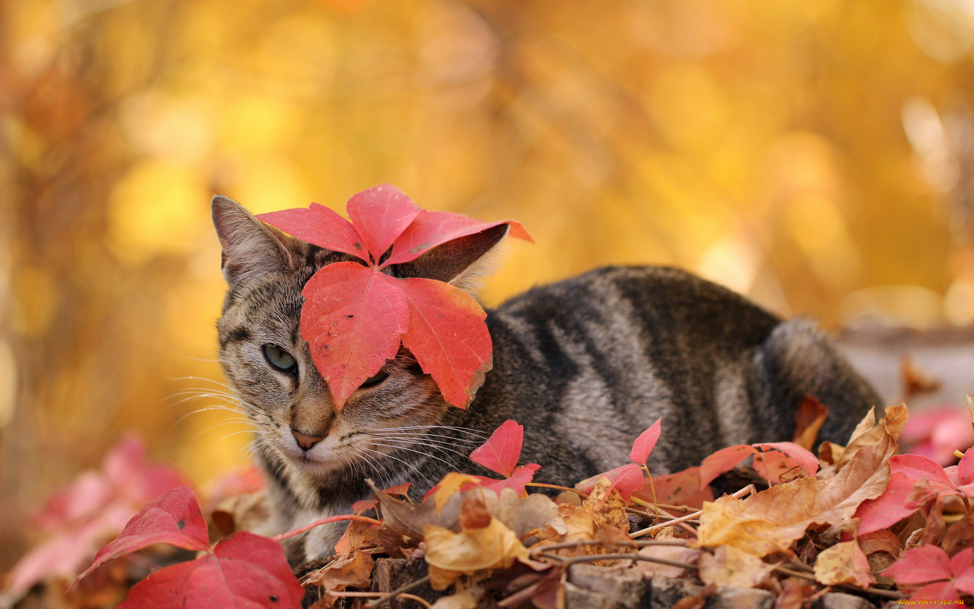 животные, коты, осень, листья