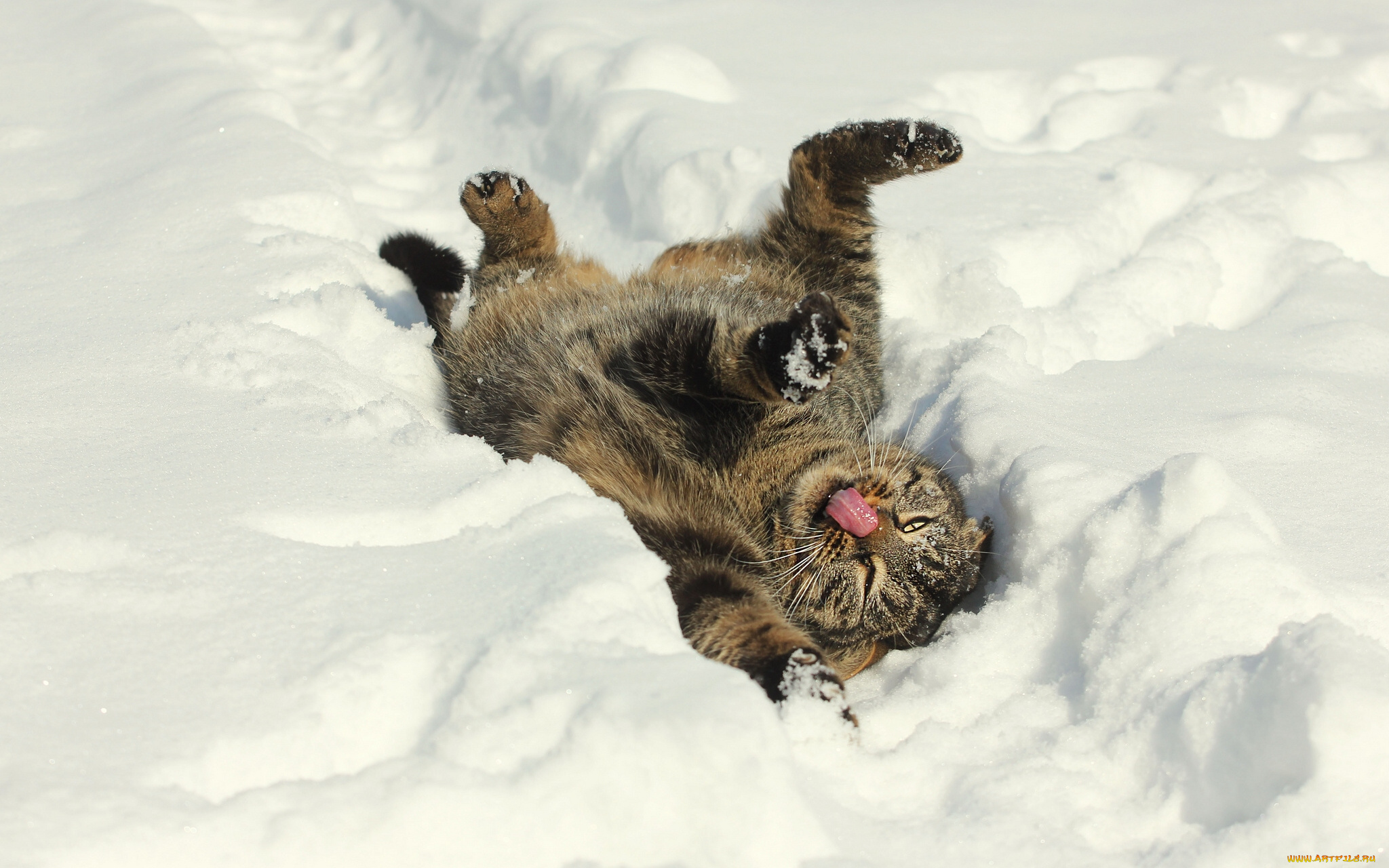 животные, коты, снег, зима, настроение
