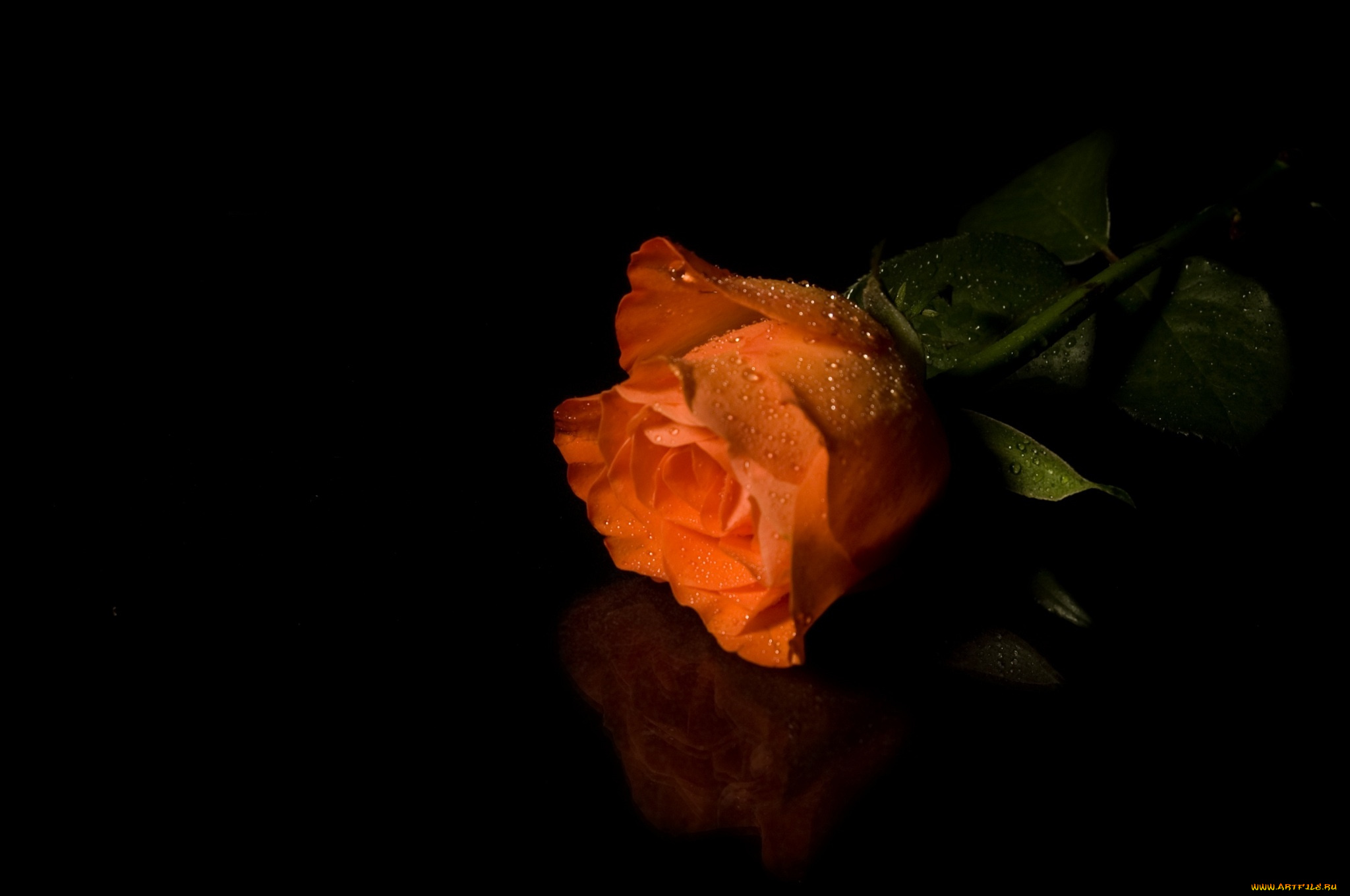 цветы, розы, оранжевая, роза, темный, фон, капли