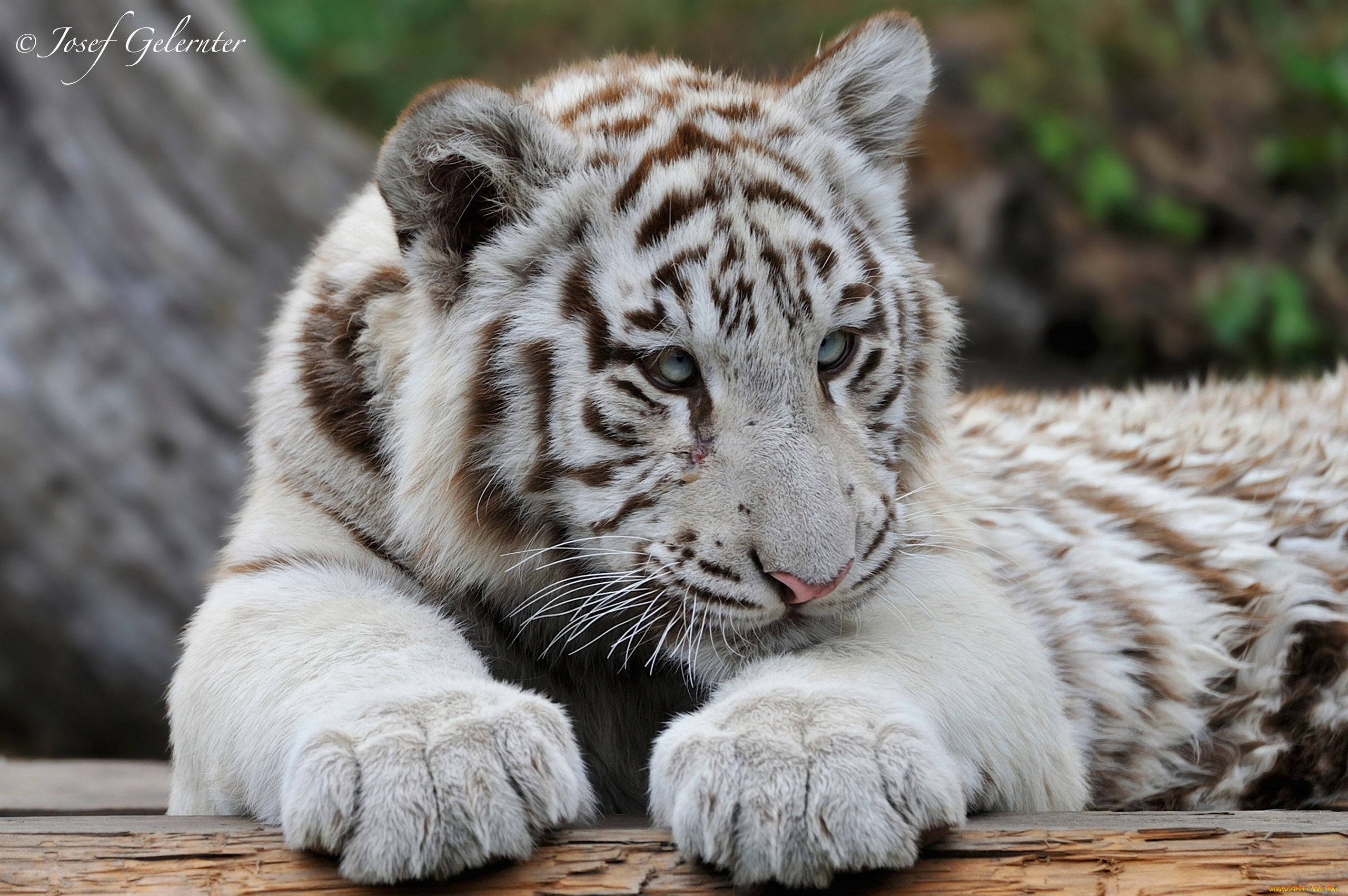 животные, тигры, белый, тигр