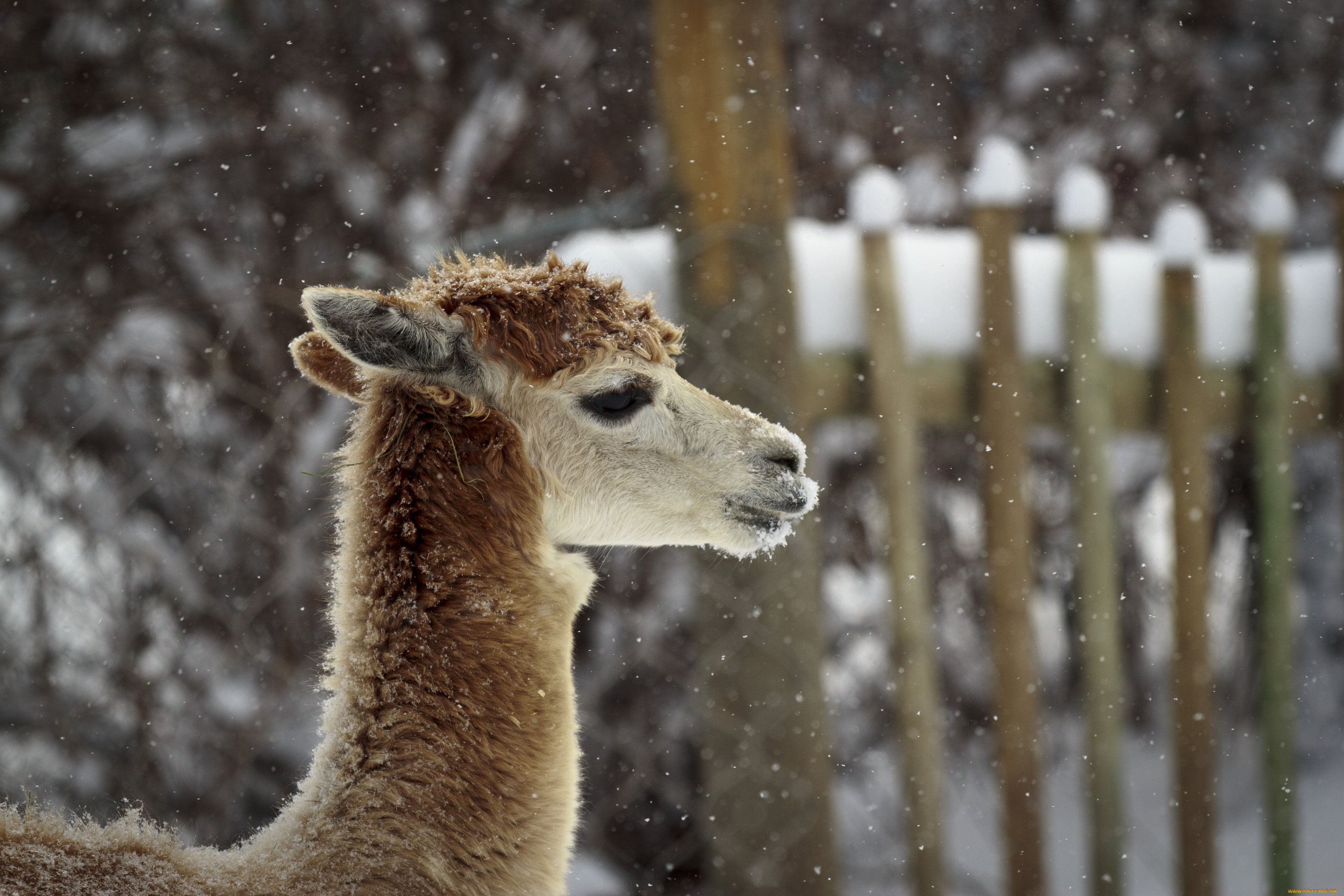 животные, ламы, лама, профиль, снег