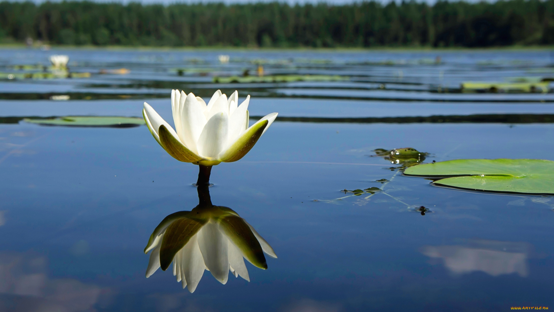 цветы, лилии, водяные, , нимфеи, , кувшинки, вода, отражение