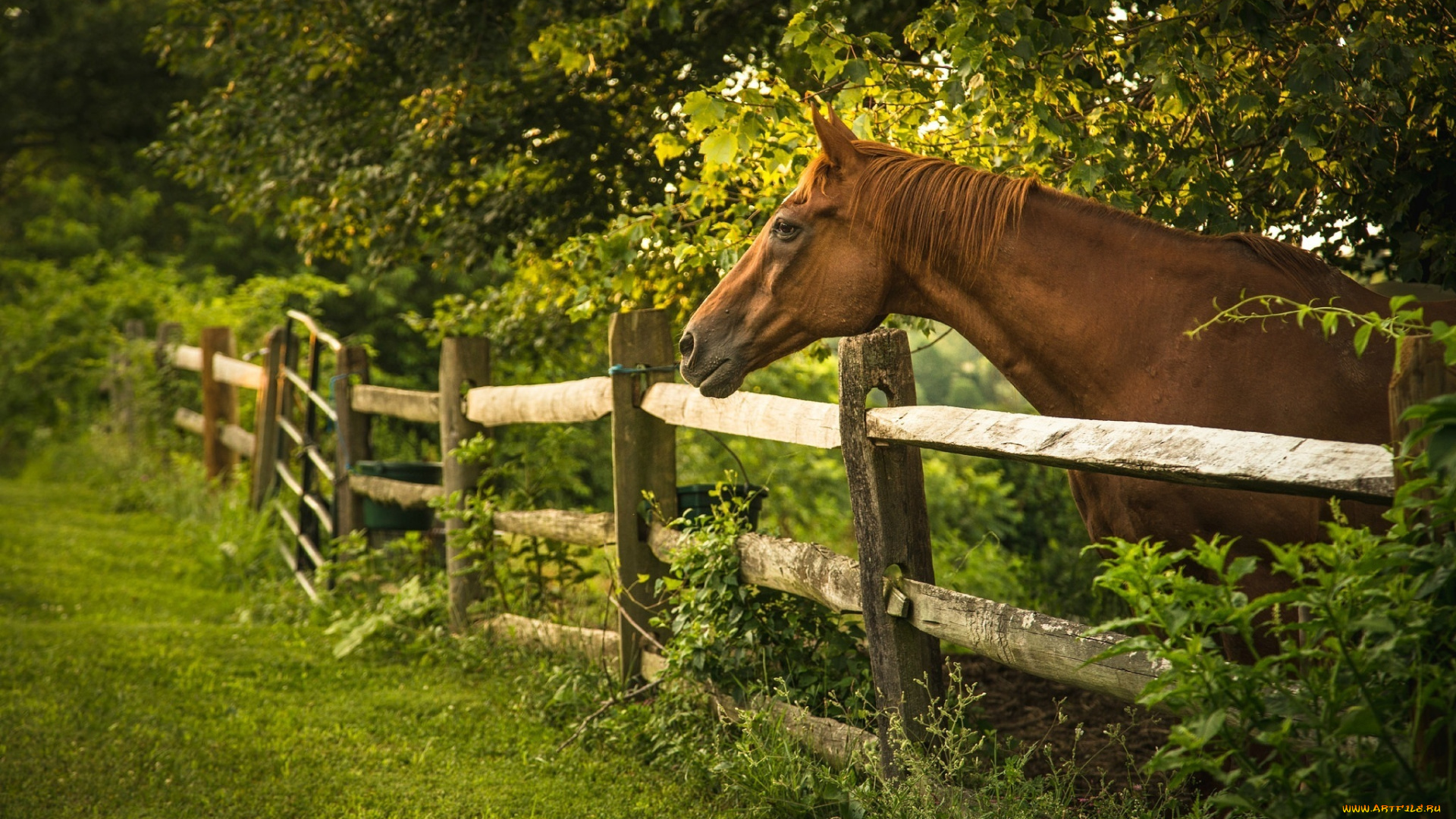животные, лошади, изгородь, заросли, забор, профиль, конь