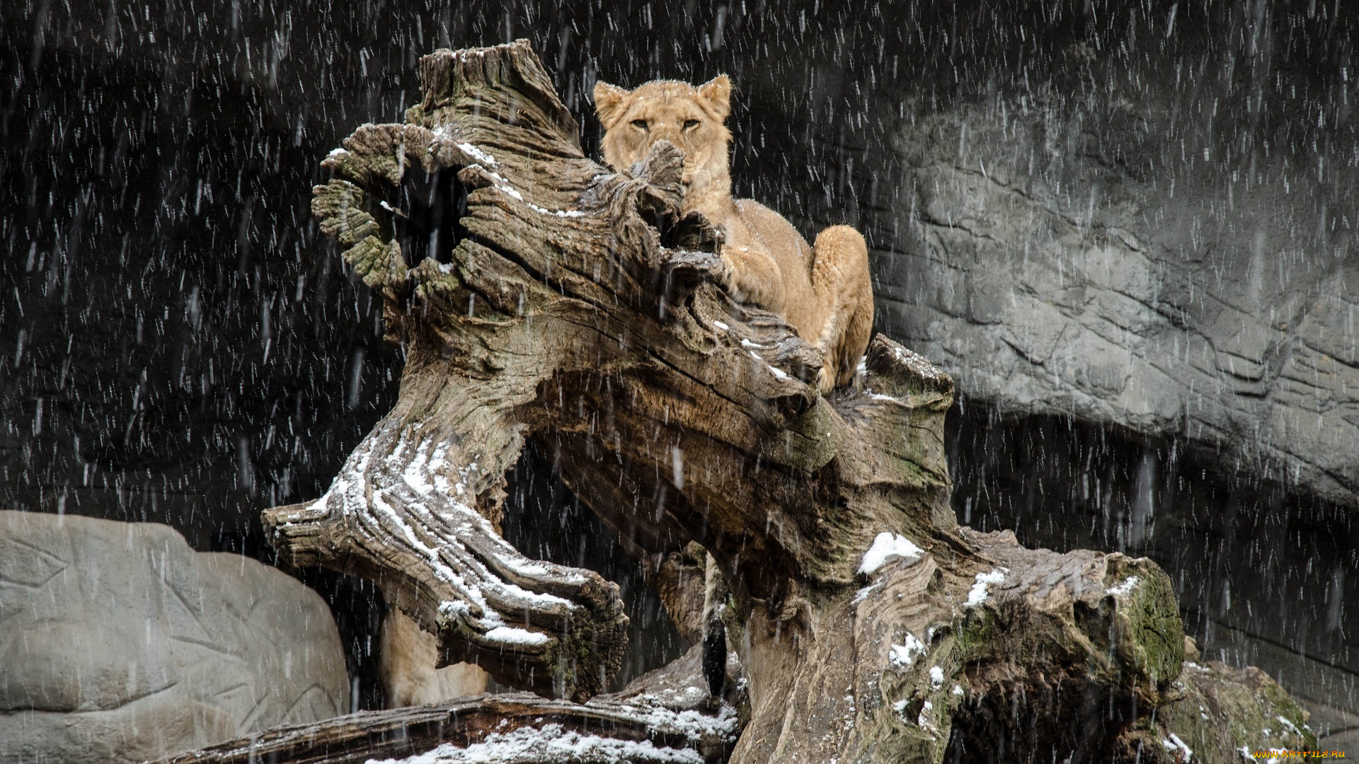 животные, львы, морда, лежит, кошка, снег, снегопад, бревно