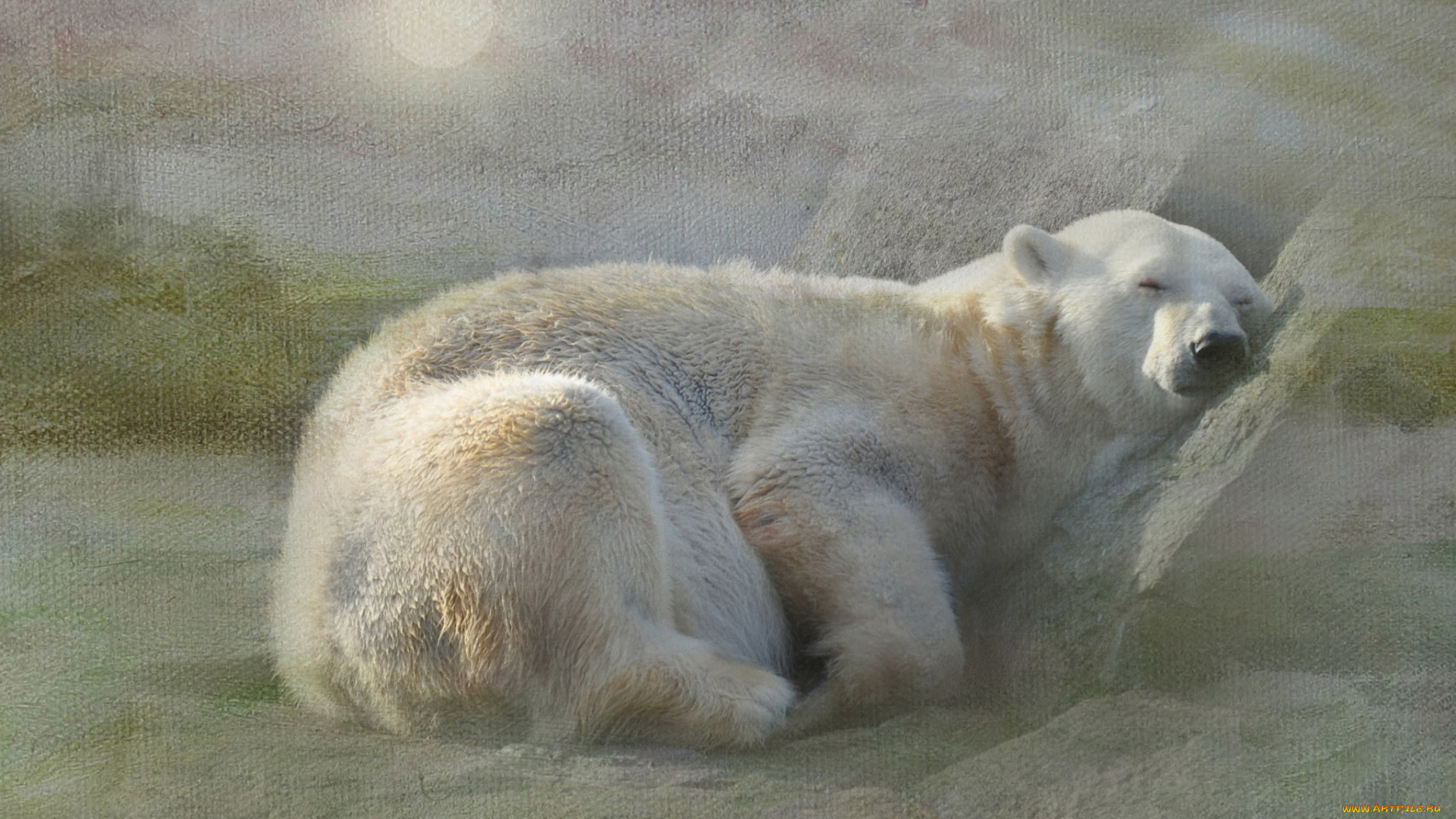 животные, медведи, белый, медведь, снег, полярный, текстура, отдых, сон