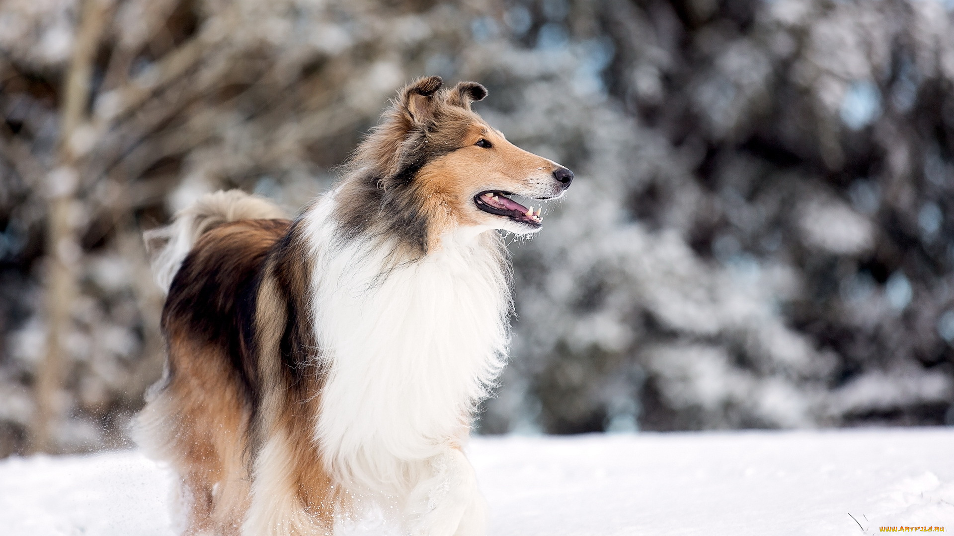 животные, собаки, snow, rough, collie, park, lake, dog