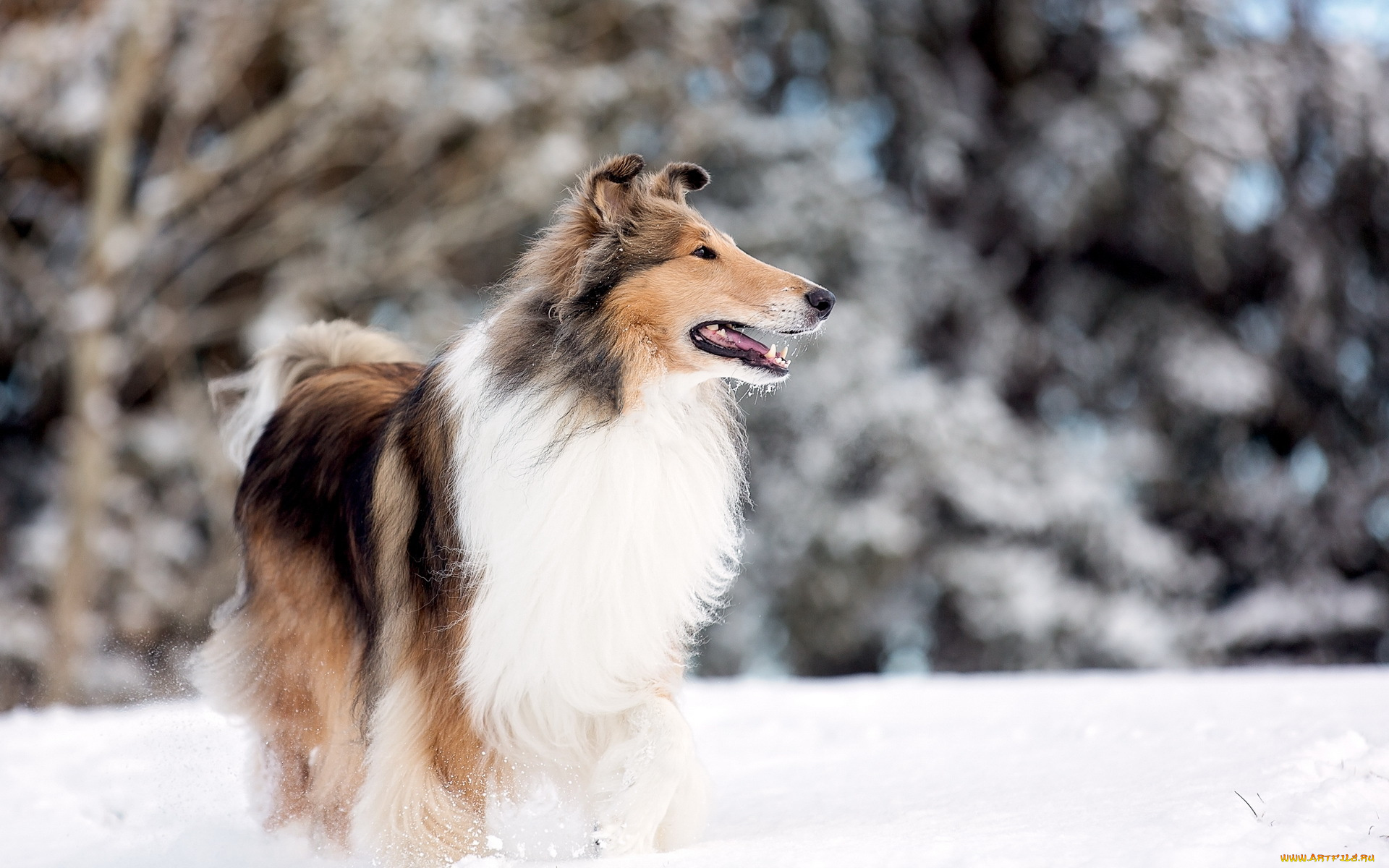 животные, собаки, snow, rough, collie, park, lake, dog