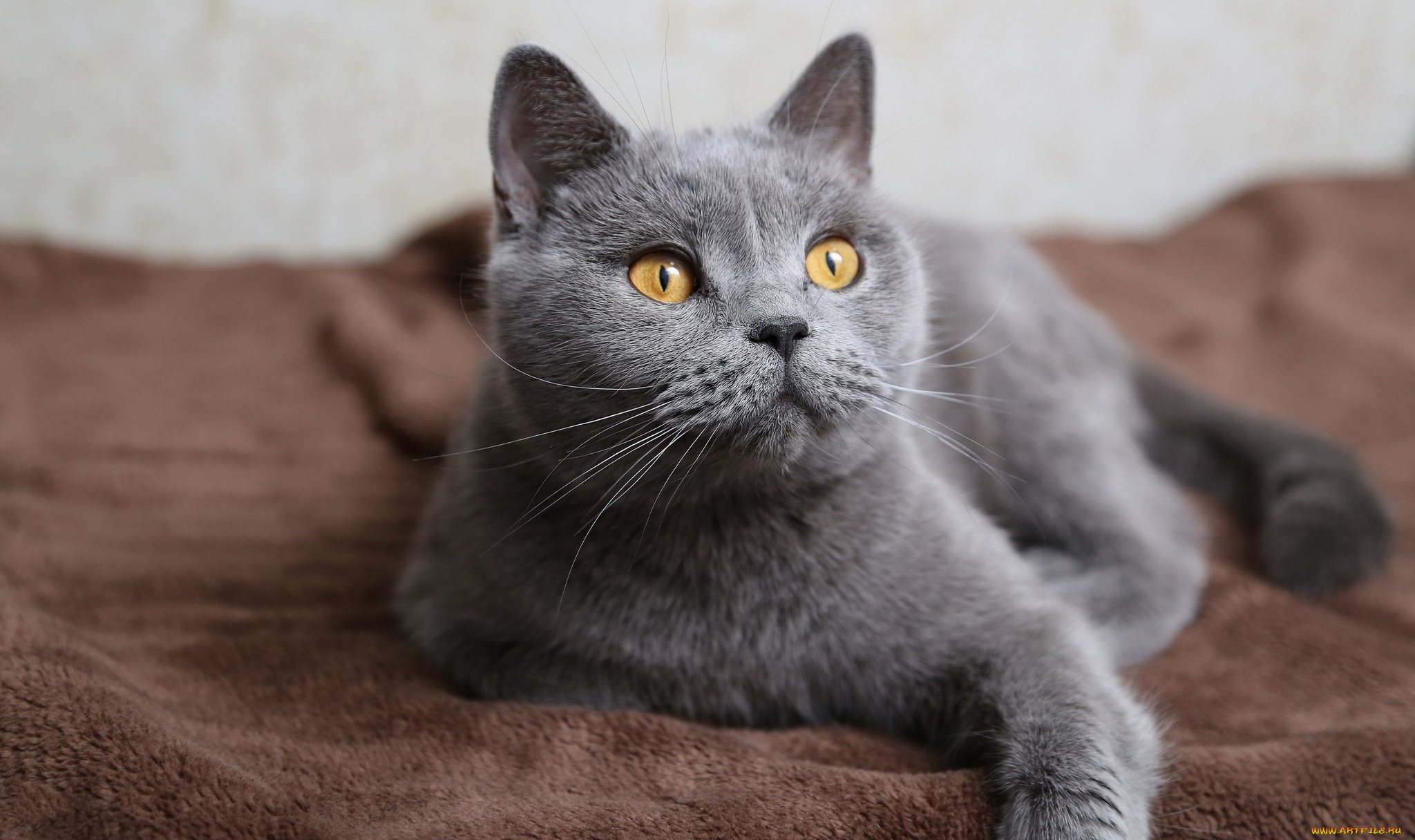 Картинки серых кошек. Шартрез кошка. Британская короткошёрстная кошка шартрез. Картезианская кошка британец. Британский короткошерстный кот серый.