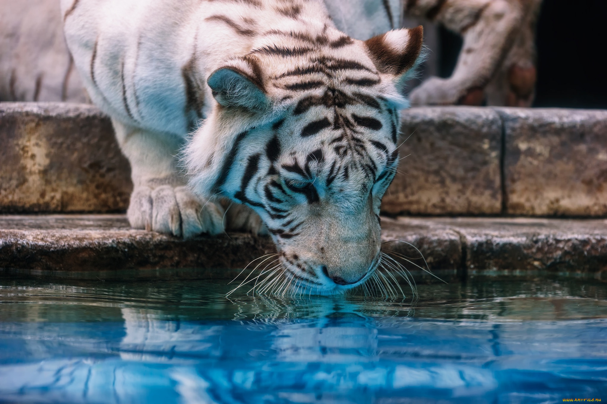 животные, тигры, водопой, зоопарк, вода, морда, кошка, белый