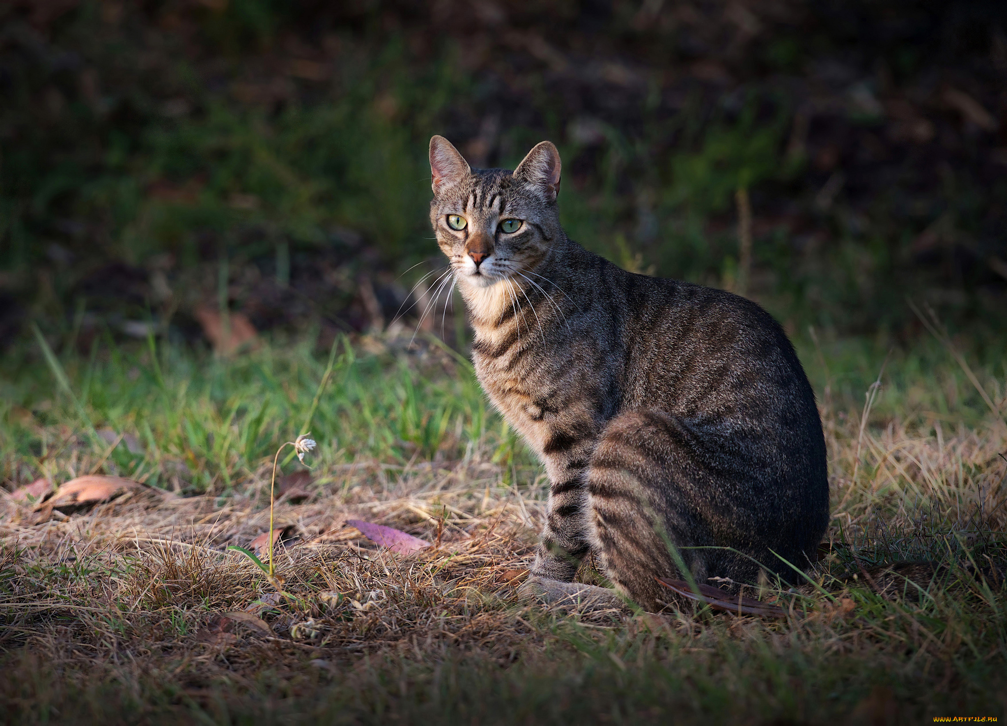 животные, коты, взгляд, кот, трава, серый